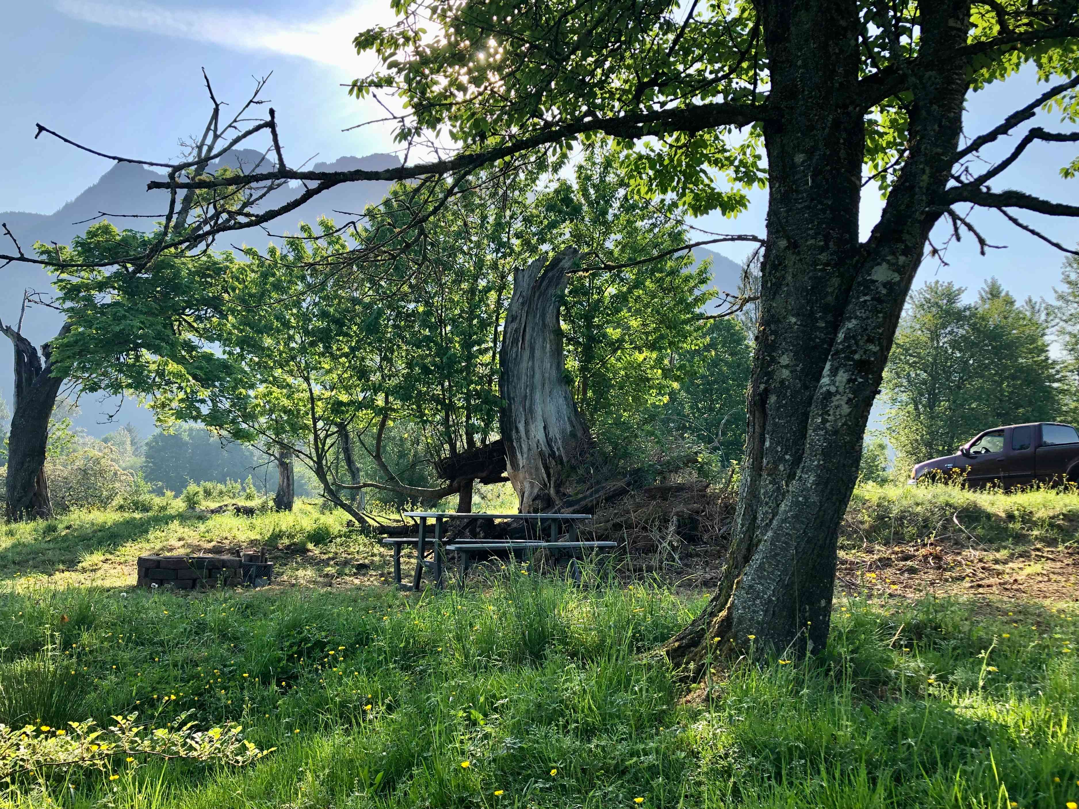 Hollow Tree Camp