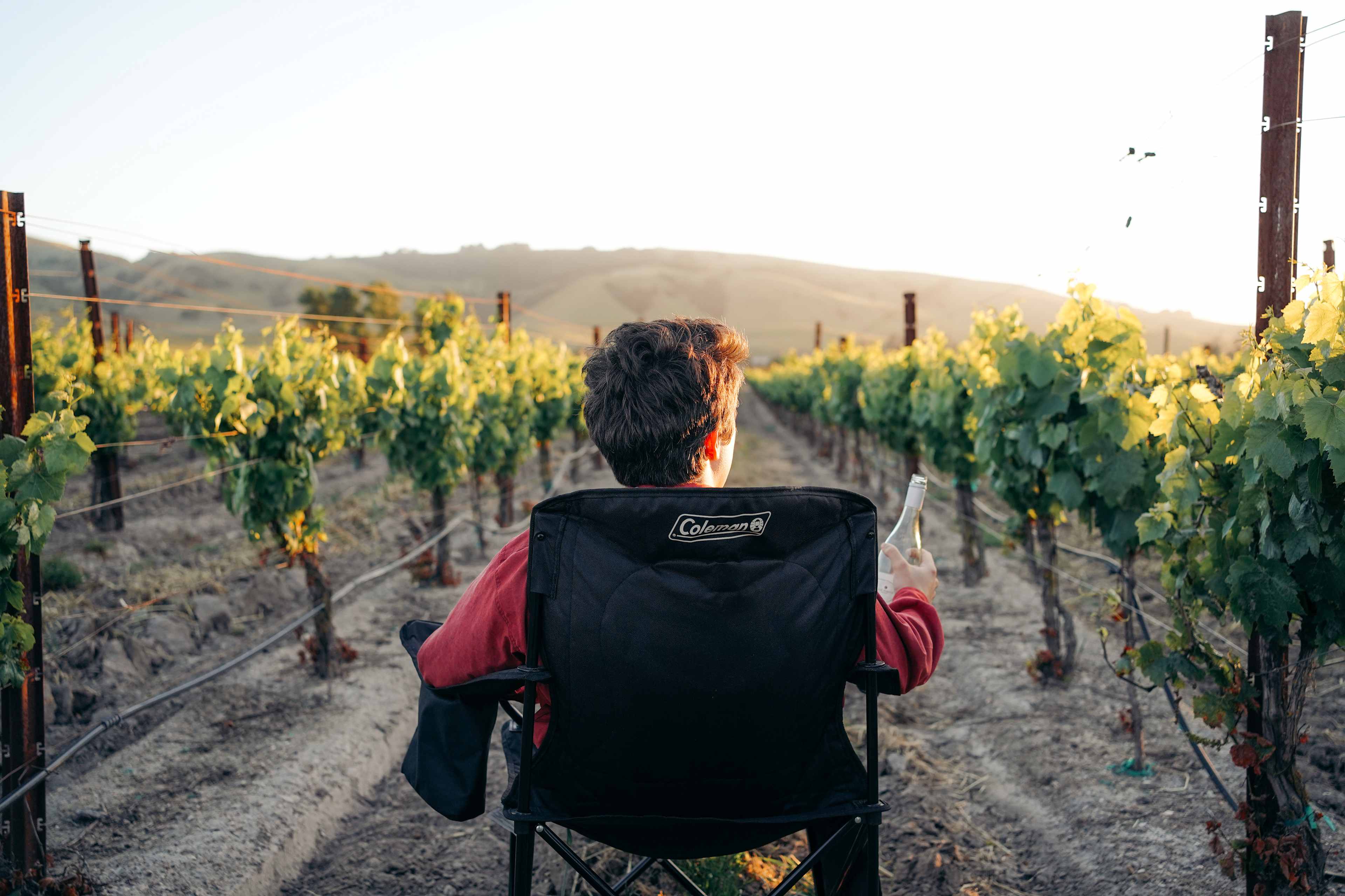 sunset in the vinyard