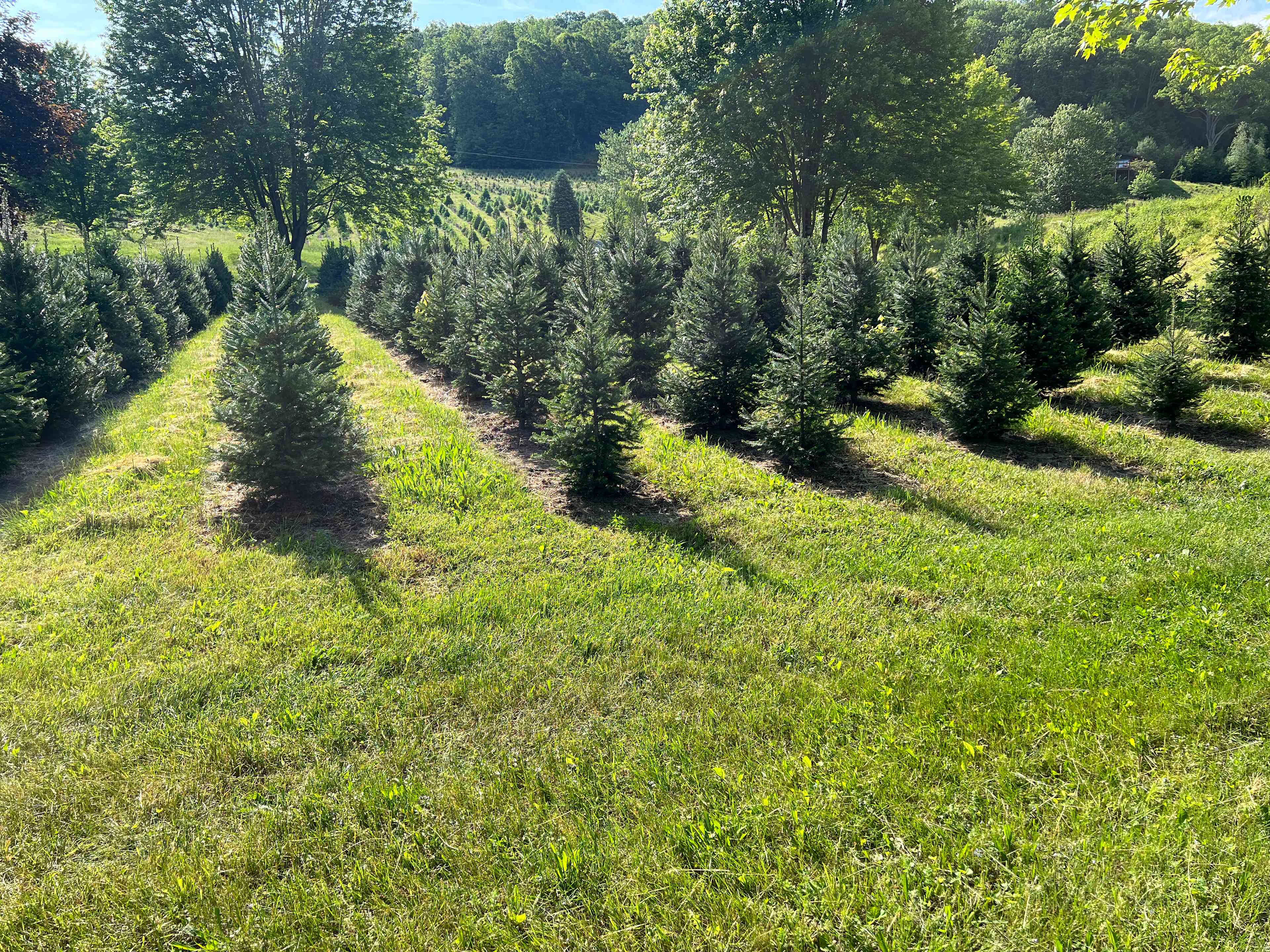 Tuckaway Tree Farm