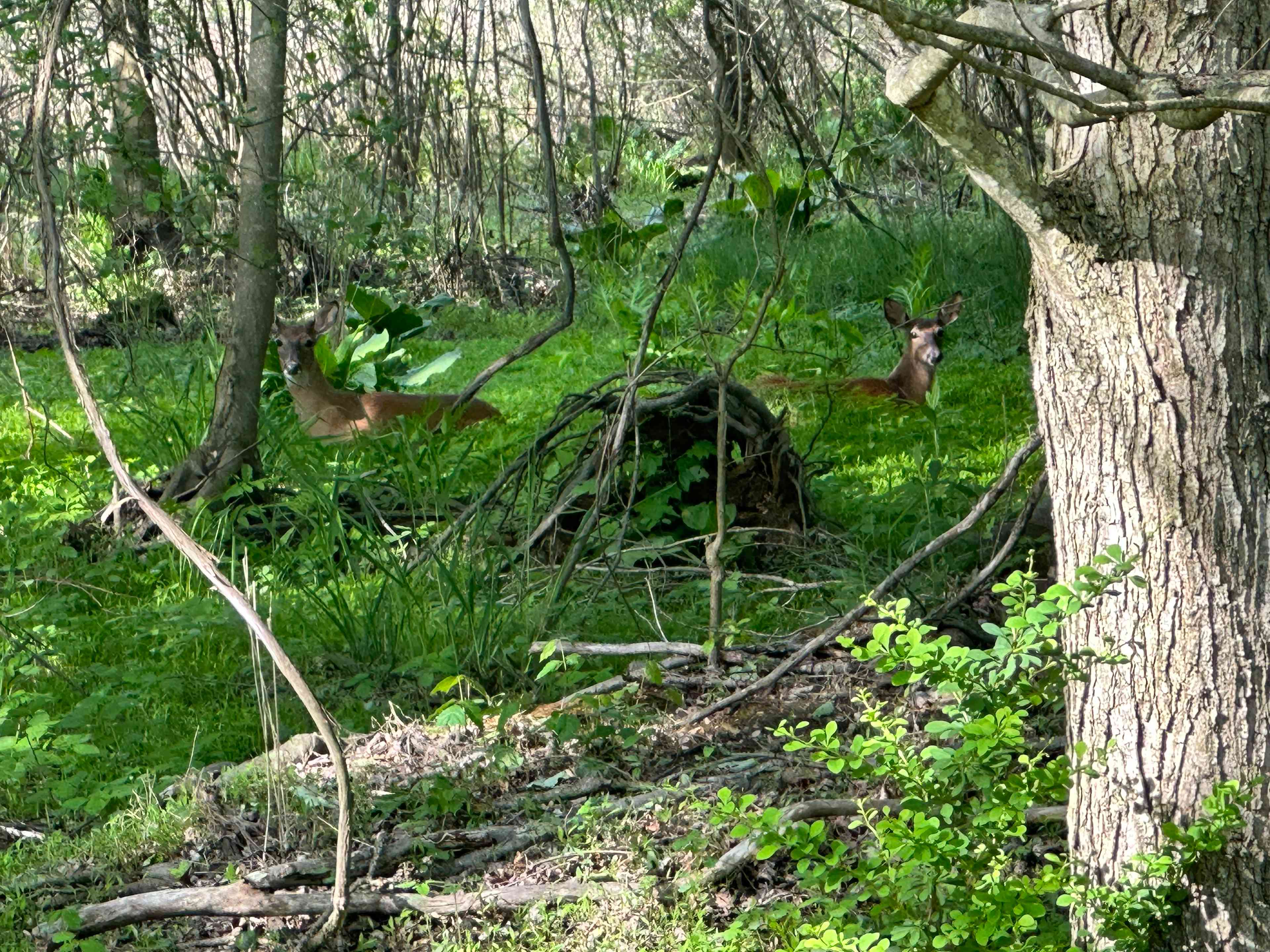 Blue Hill Acres