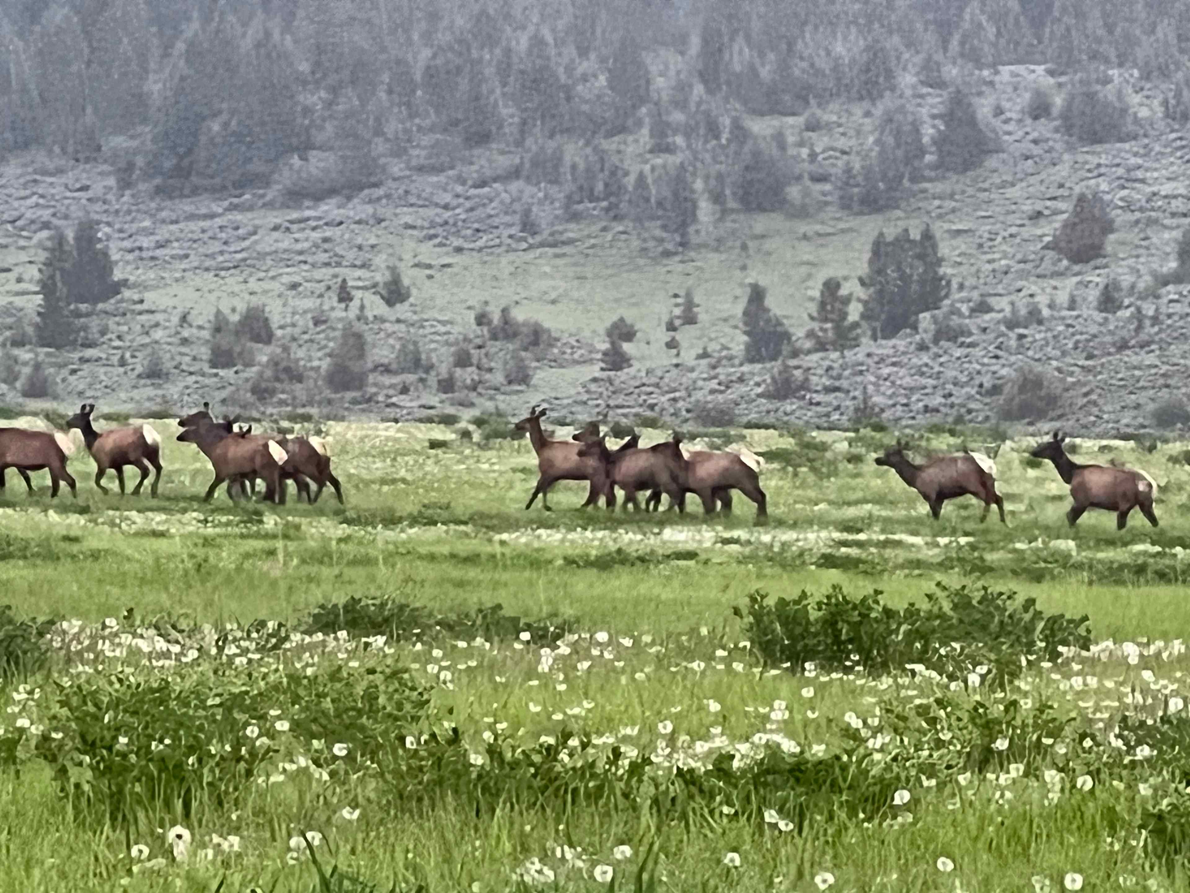 Mile High Mountain Homestead