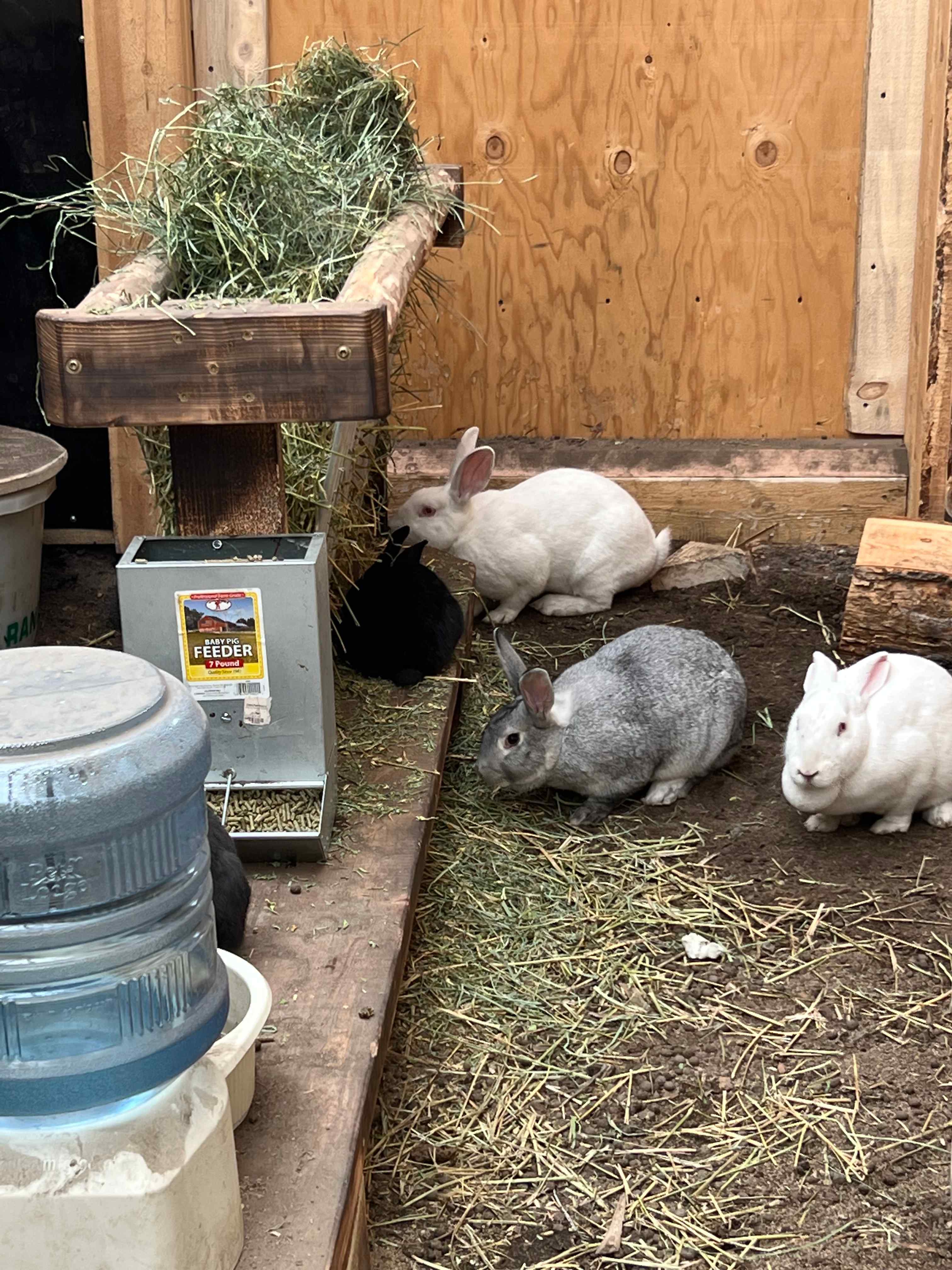 The homestead rabbit colony
