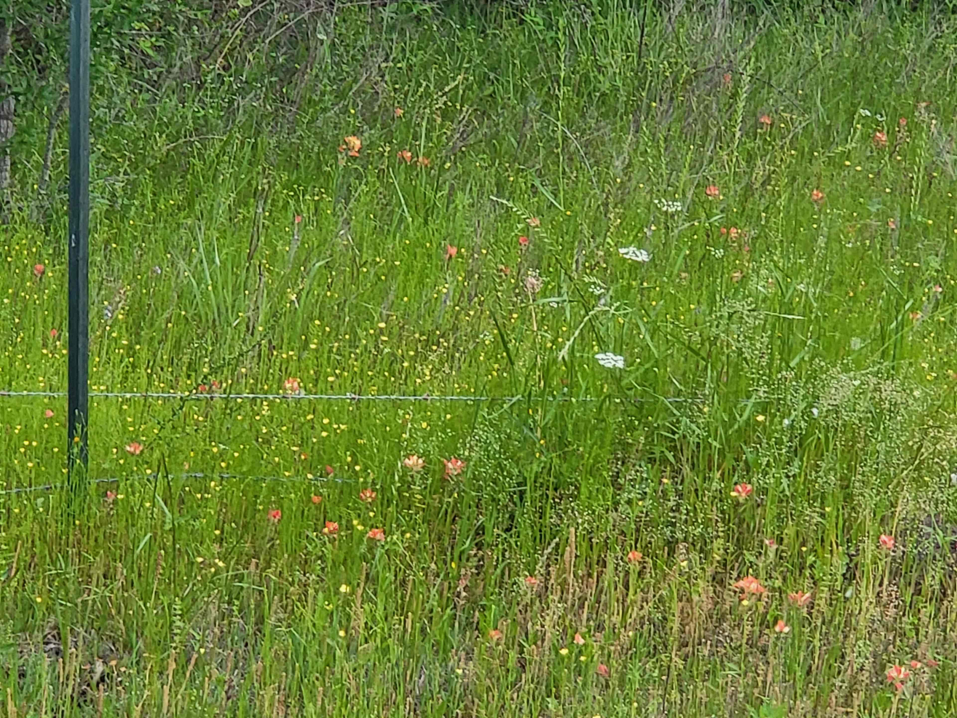 Opal Valley