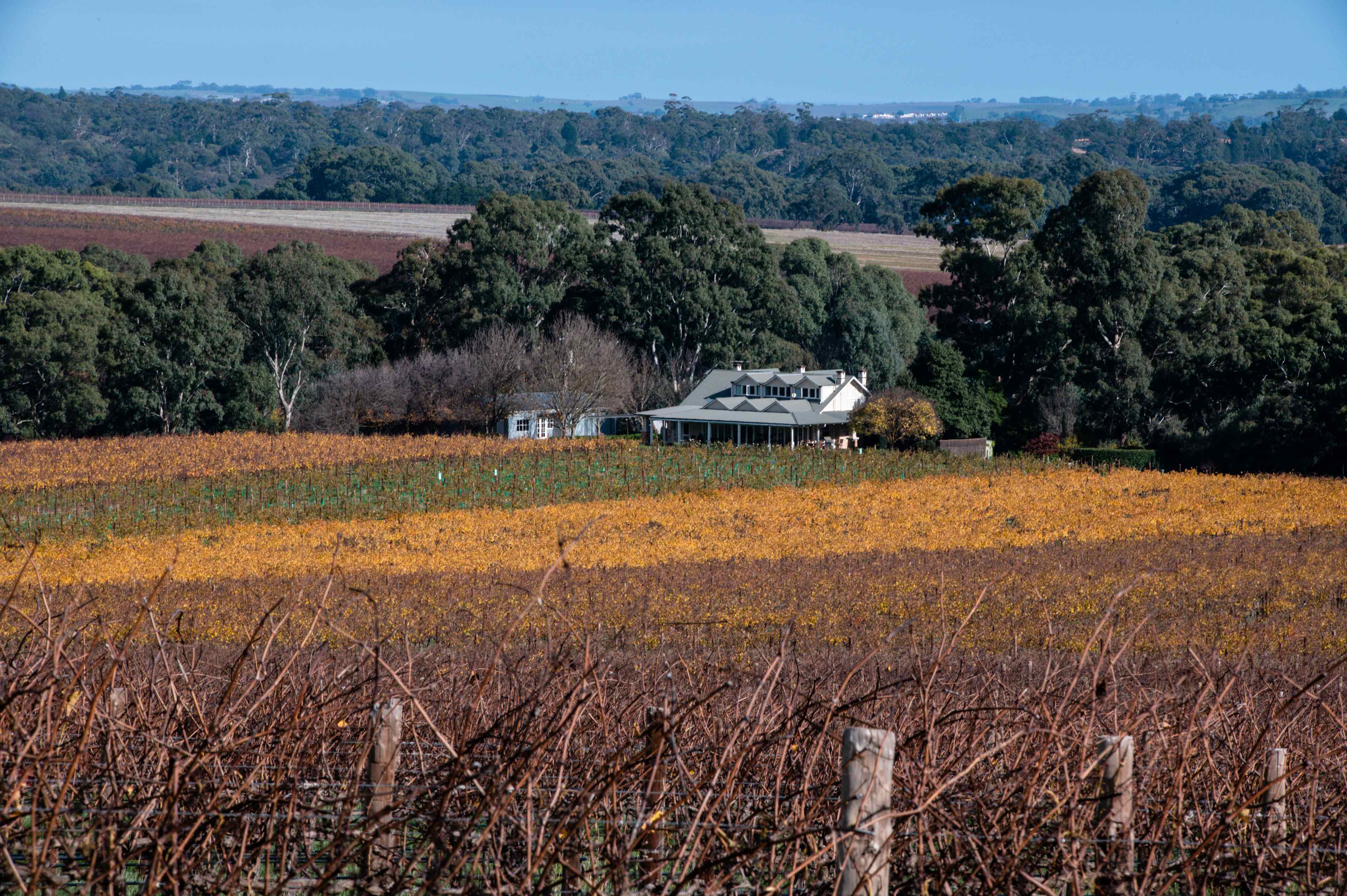 Views to neighboring Jacobs Creek Wines 