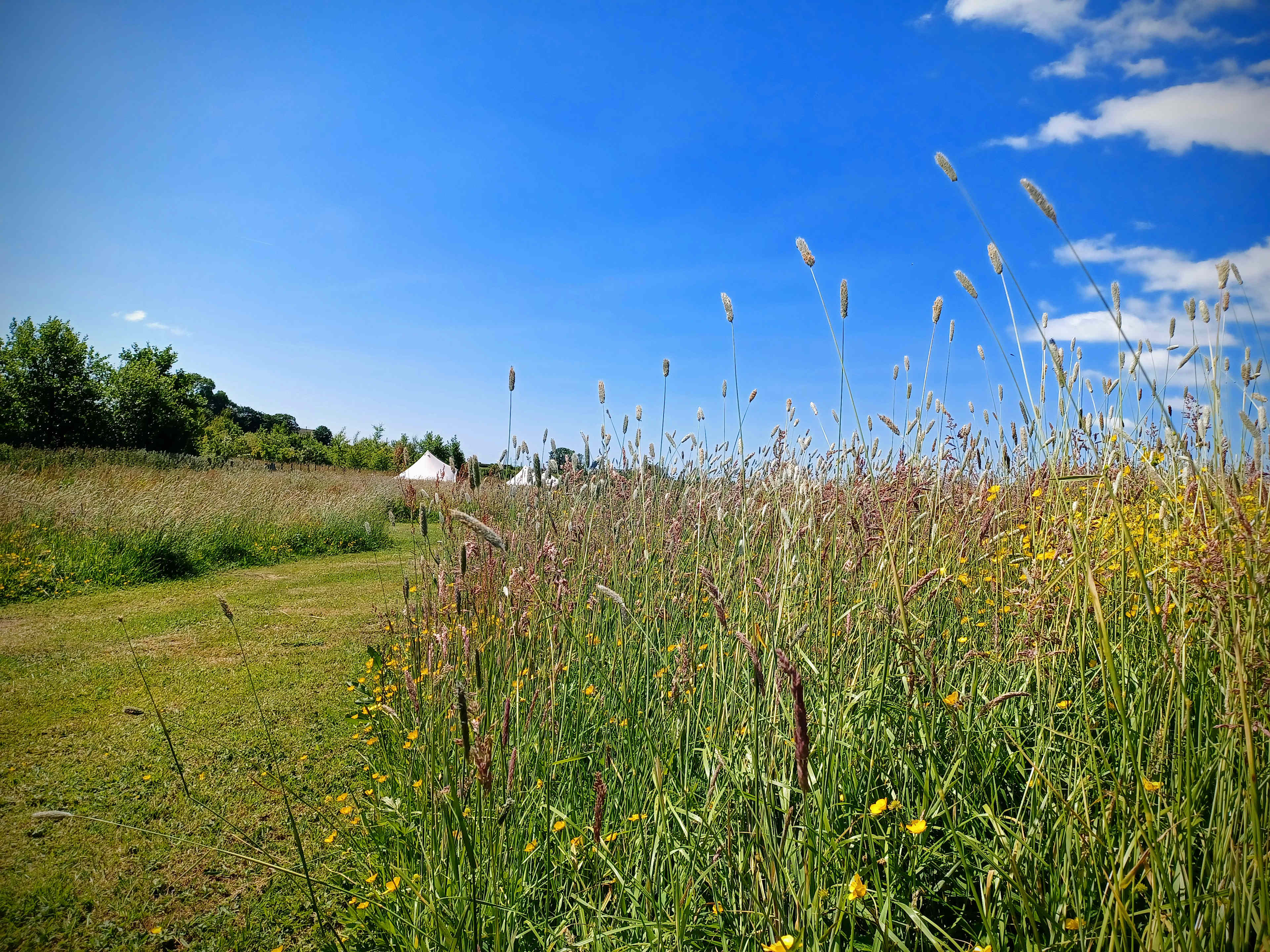 Moss Rose Campsite