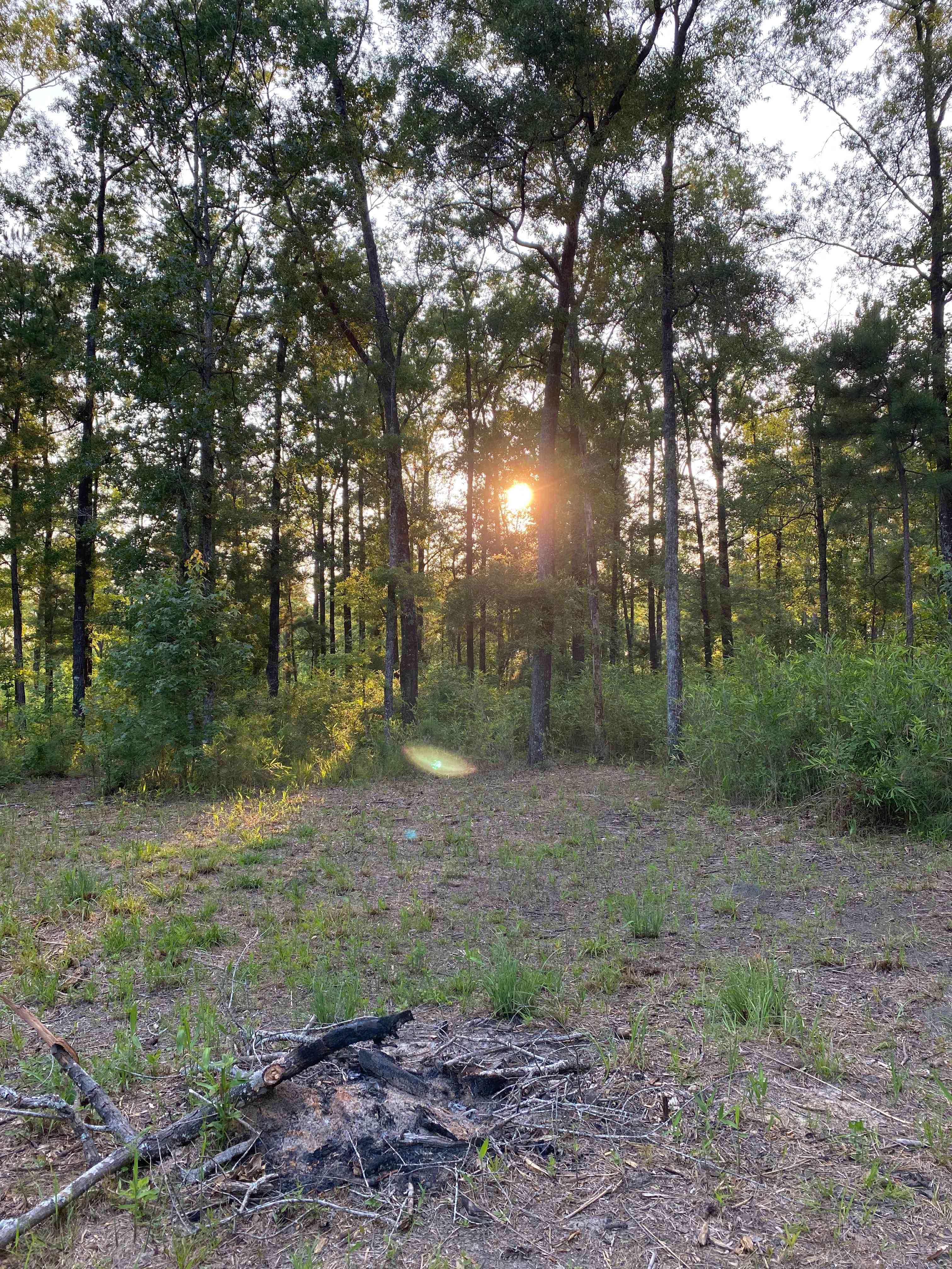 Woodland Escape