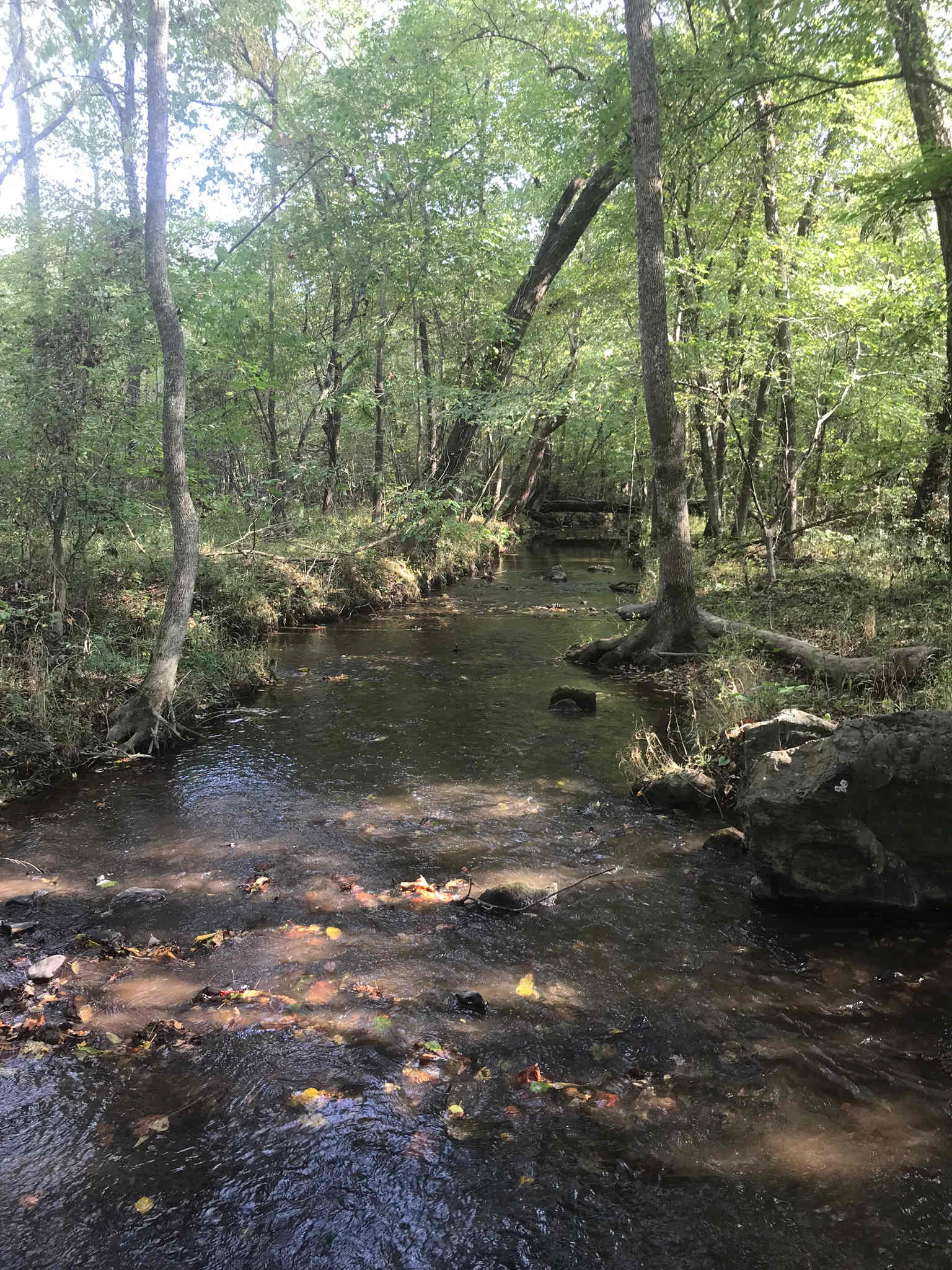 Gentle flowing creek directly behind the pond at the campsite
