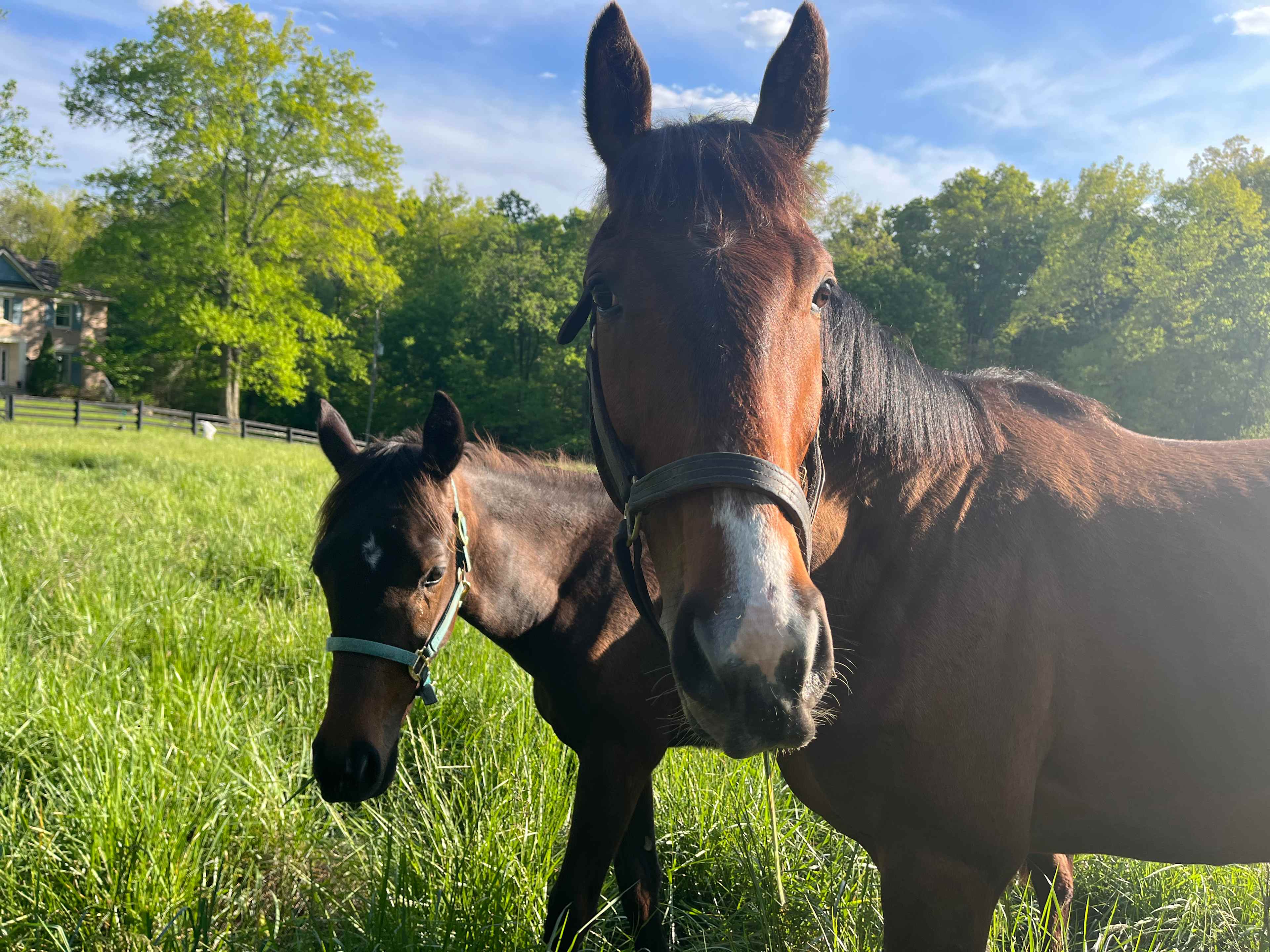 Flat Rock Farm