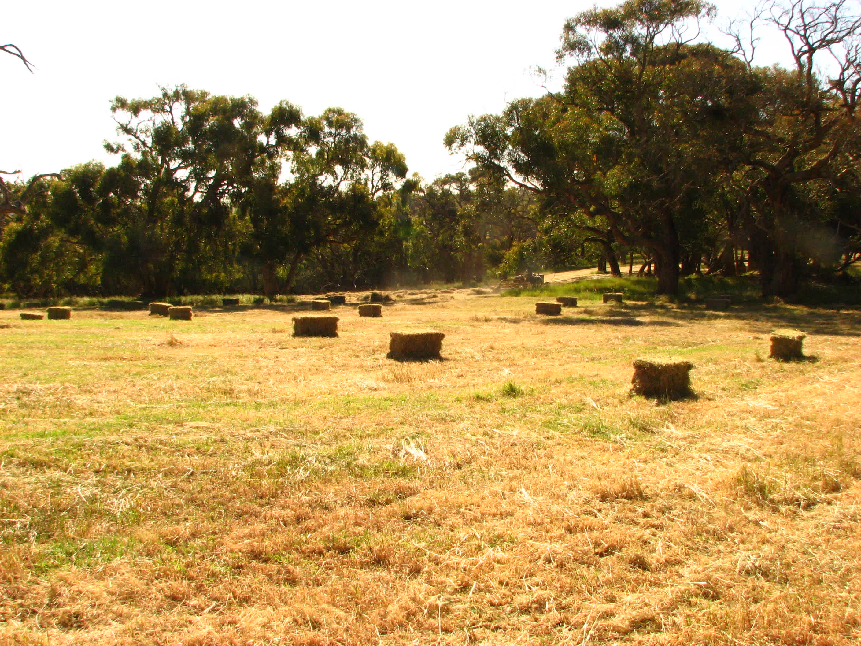 Gum Park Beef Farm