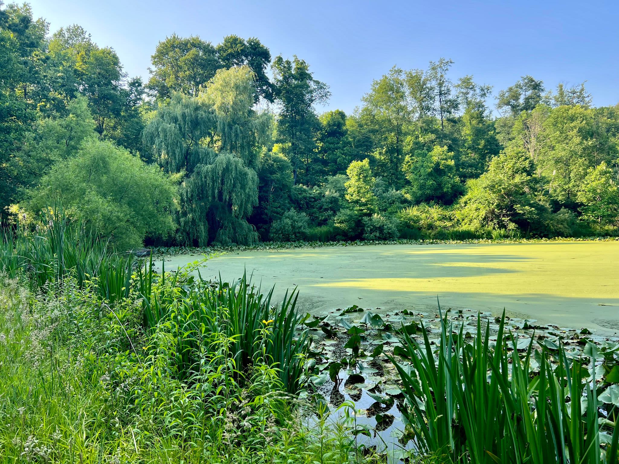 At the pond