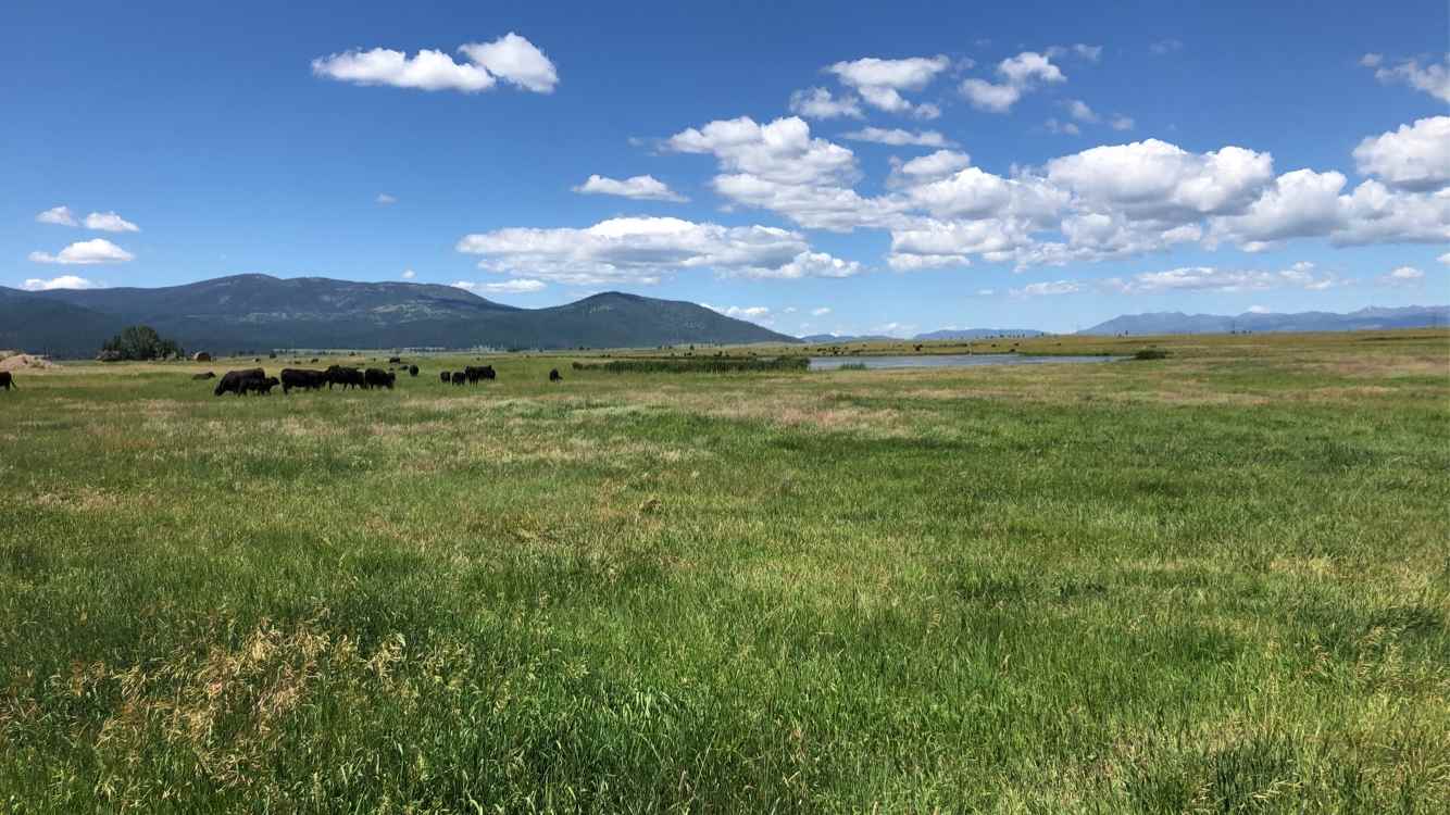 Campsite backs up to view of cow pasture