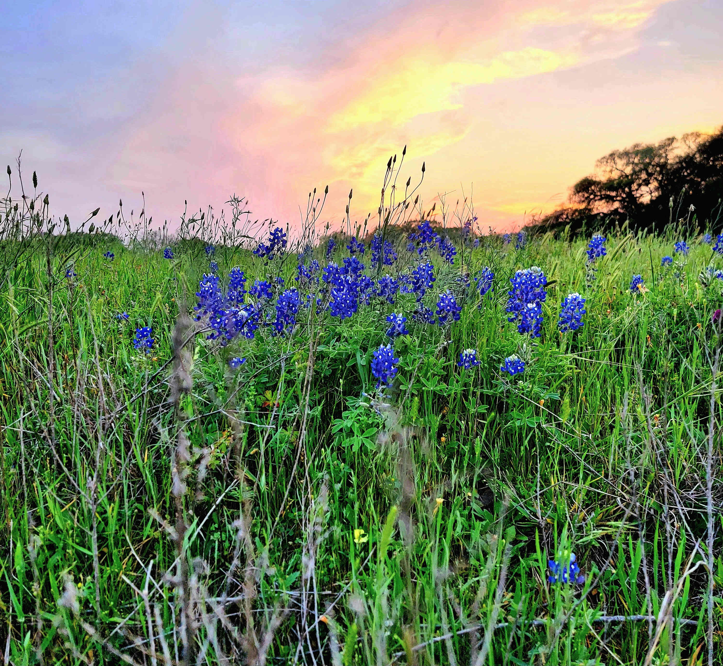 New Bielau Ranch