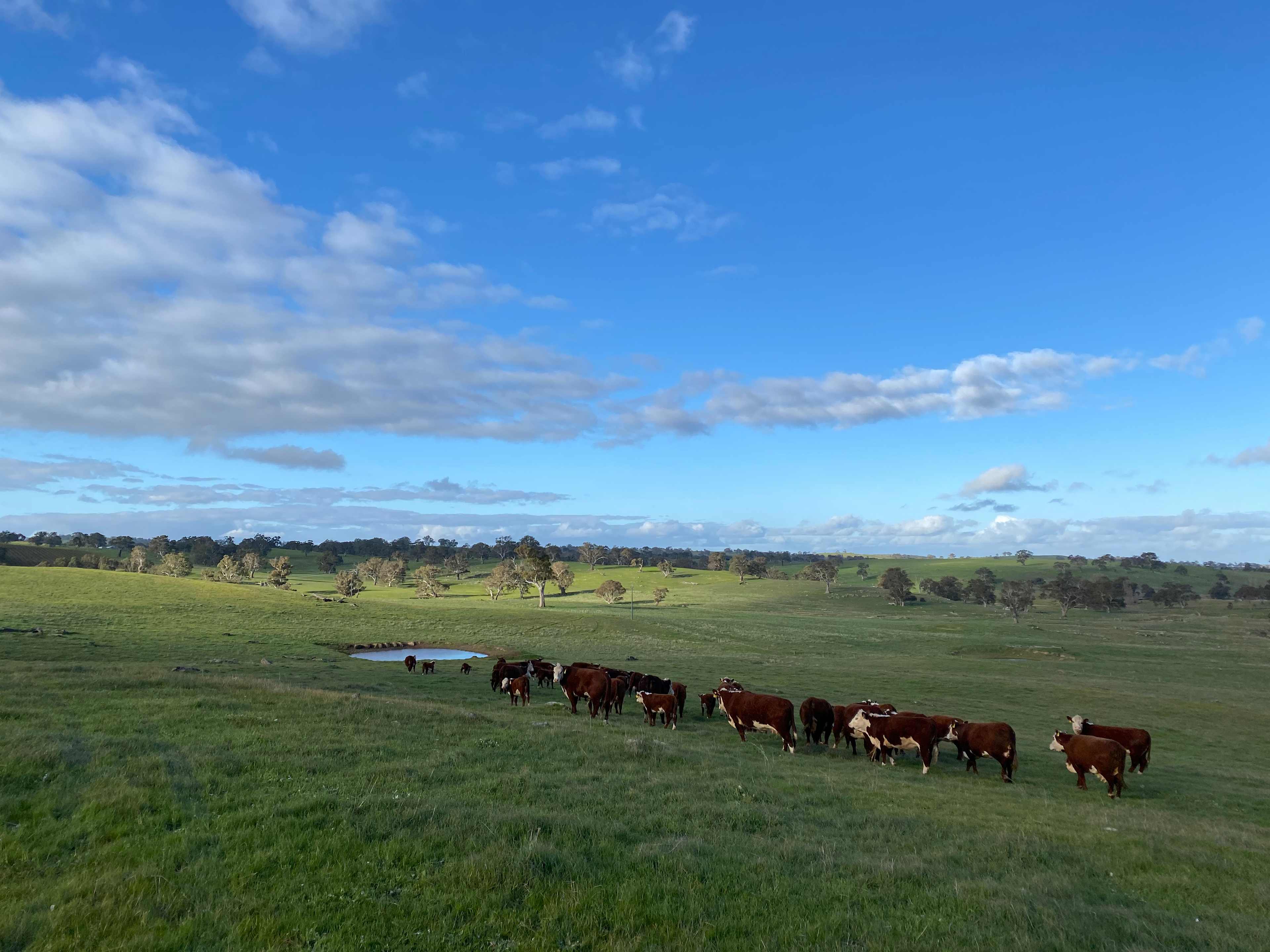 The Valley of Eden - Barossa