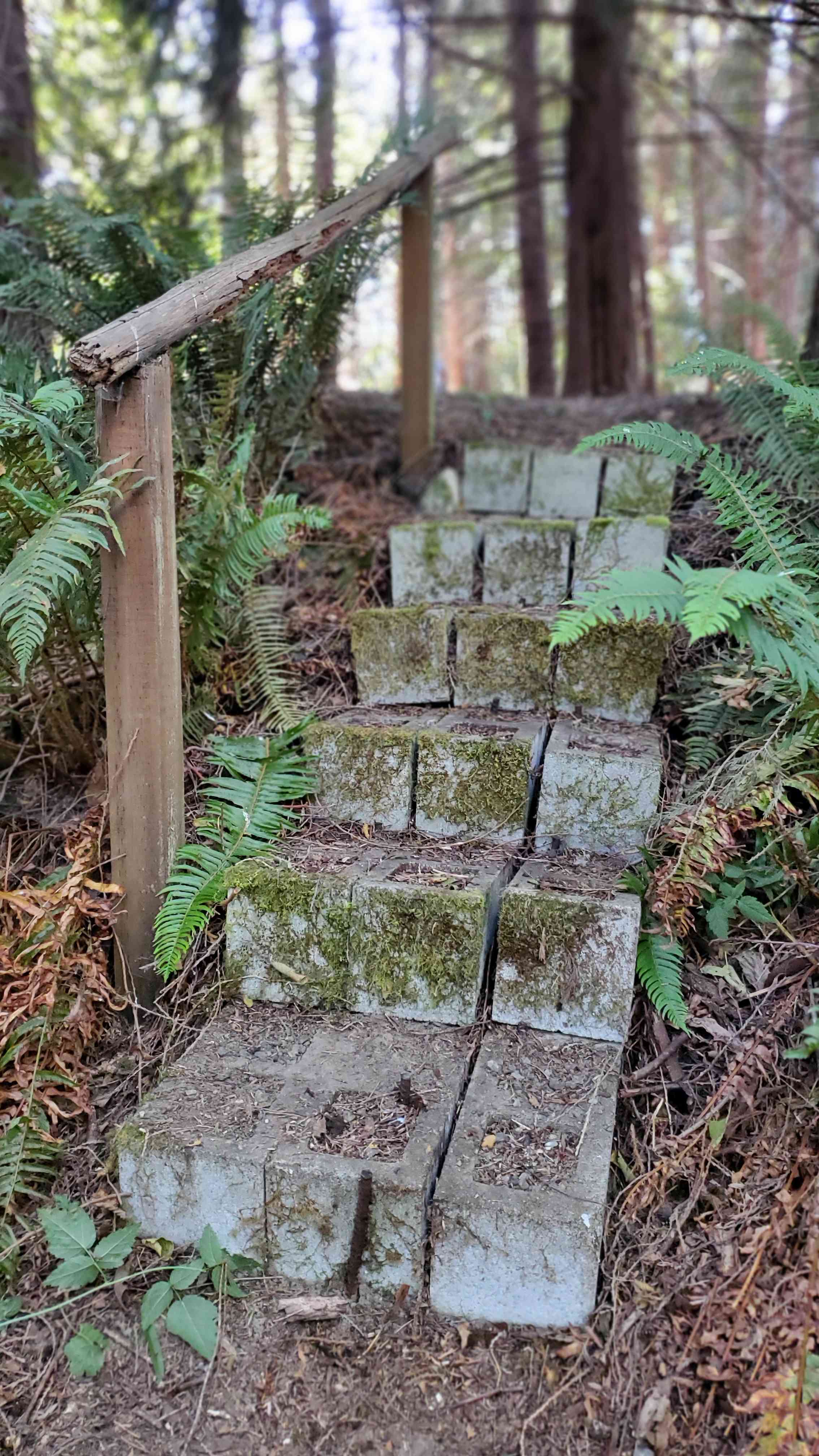 Steps down to the pond