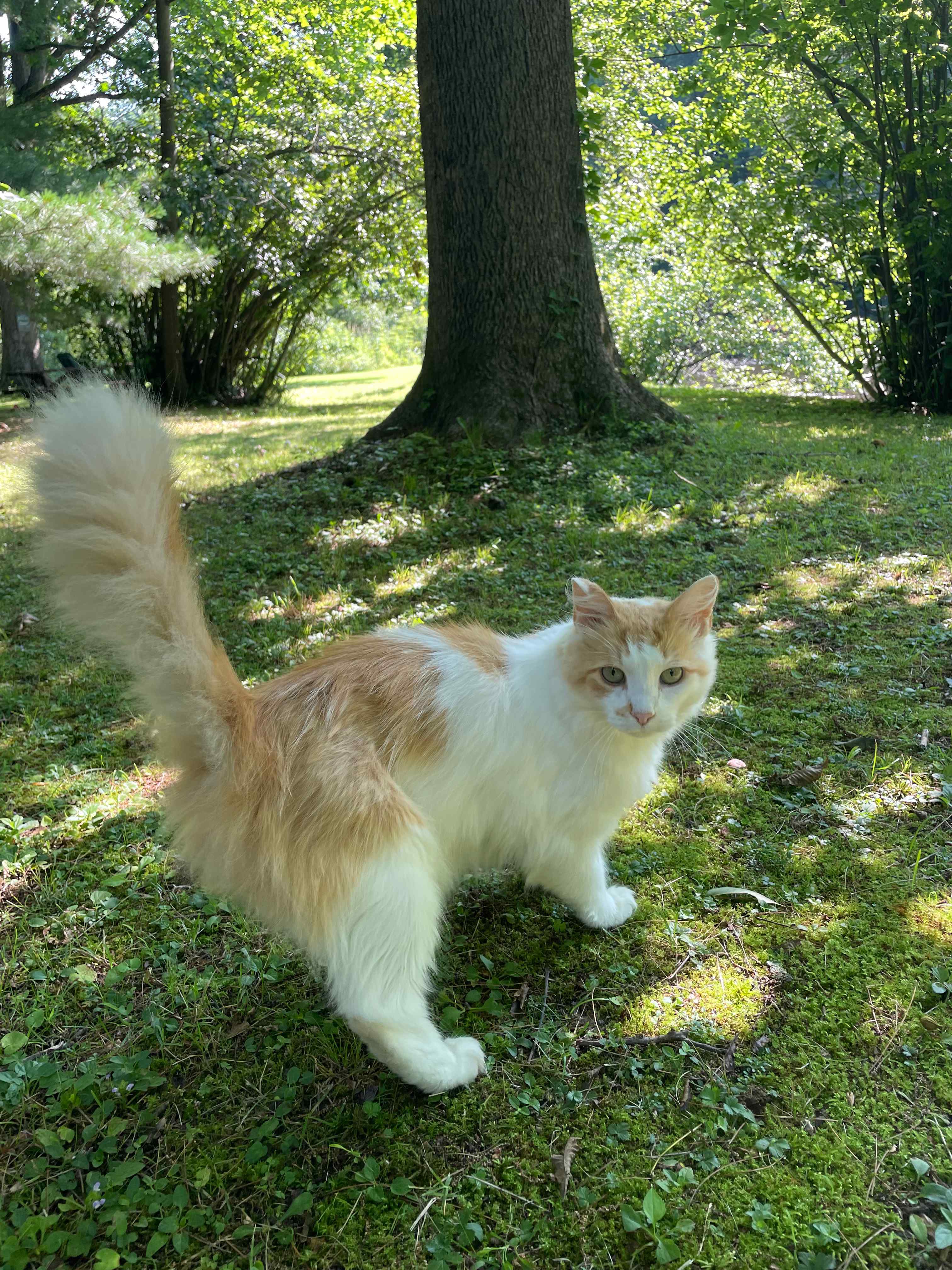 Hickory Shores Farm