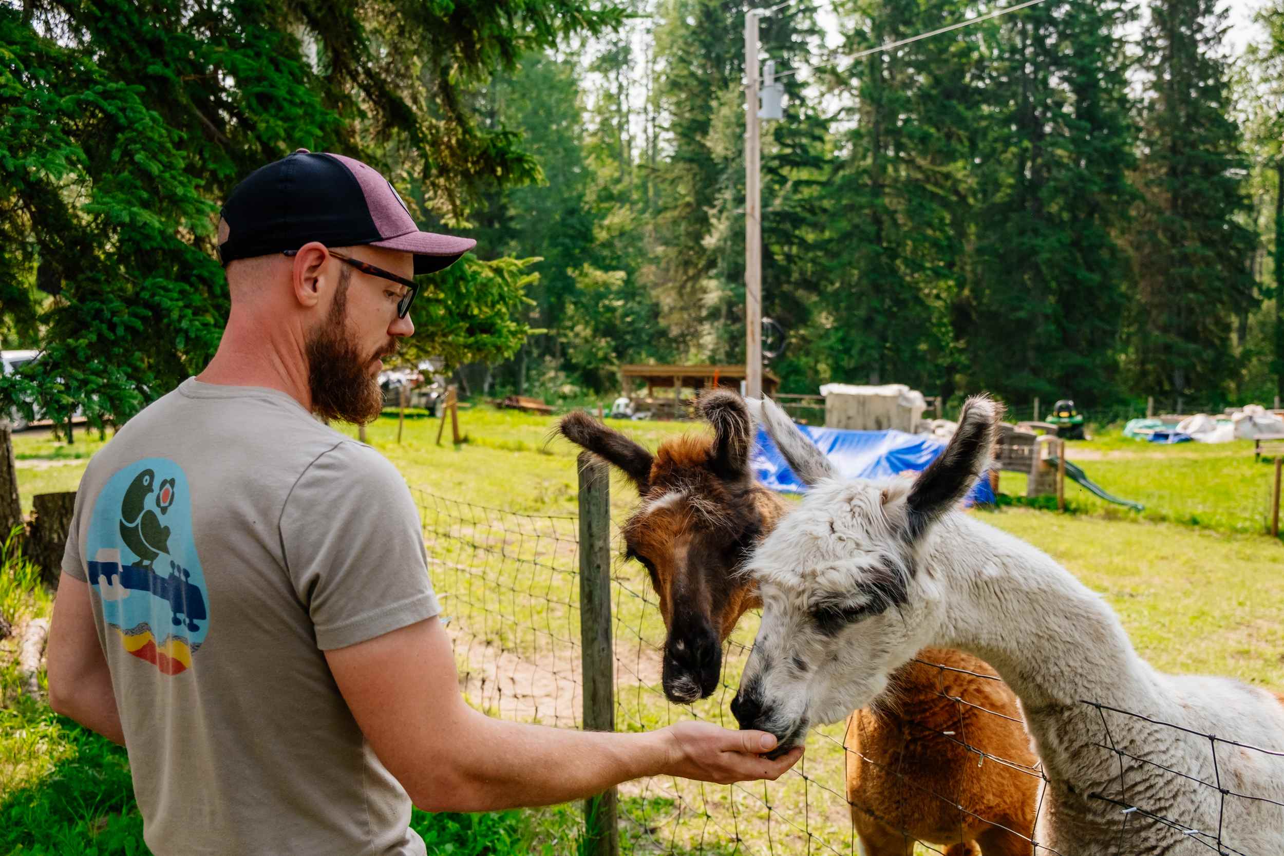 Feeding the llamas.