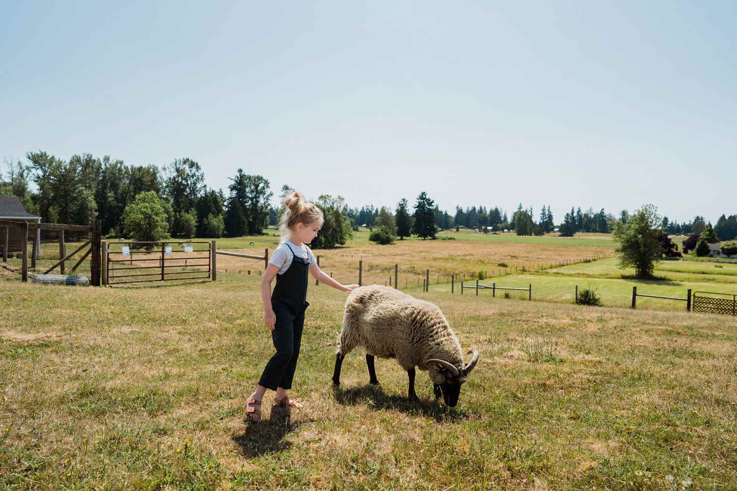 Petting the farm animals