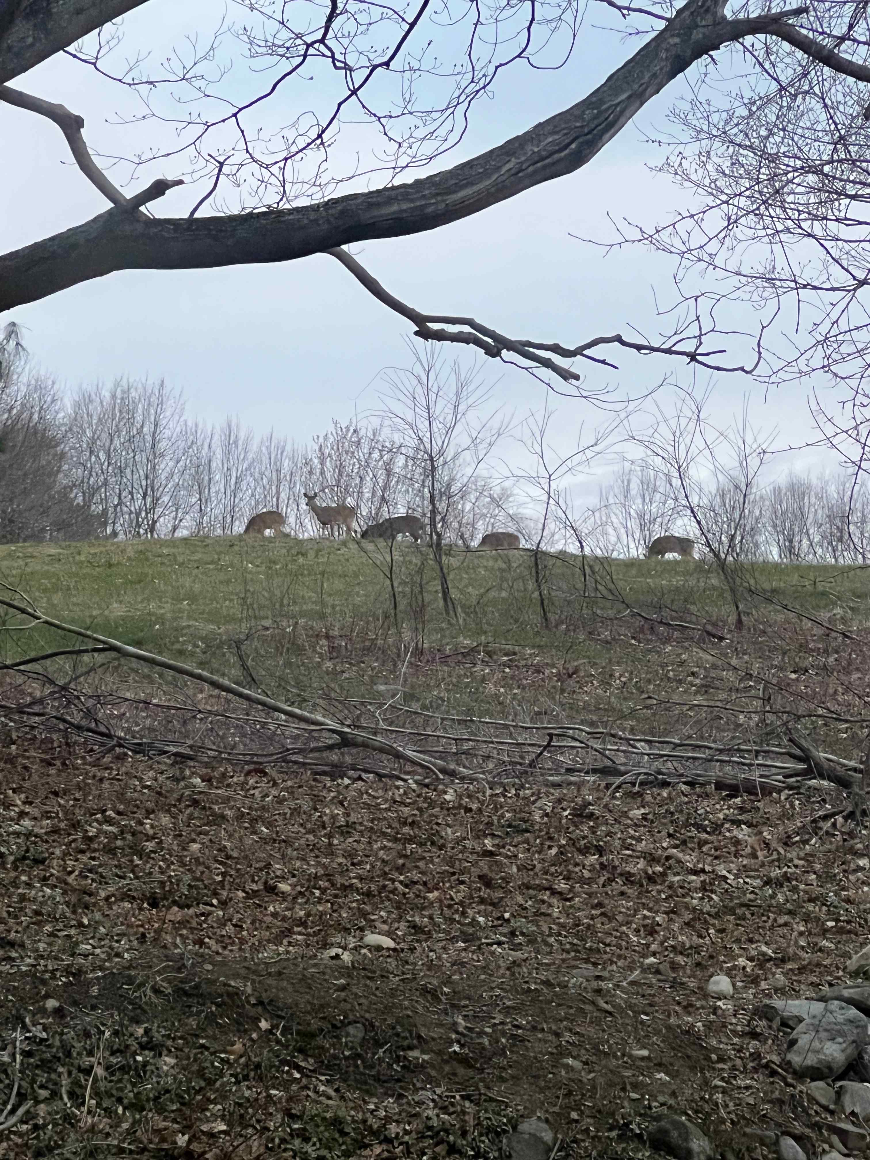 Apex Ranch