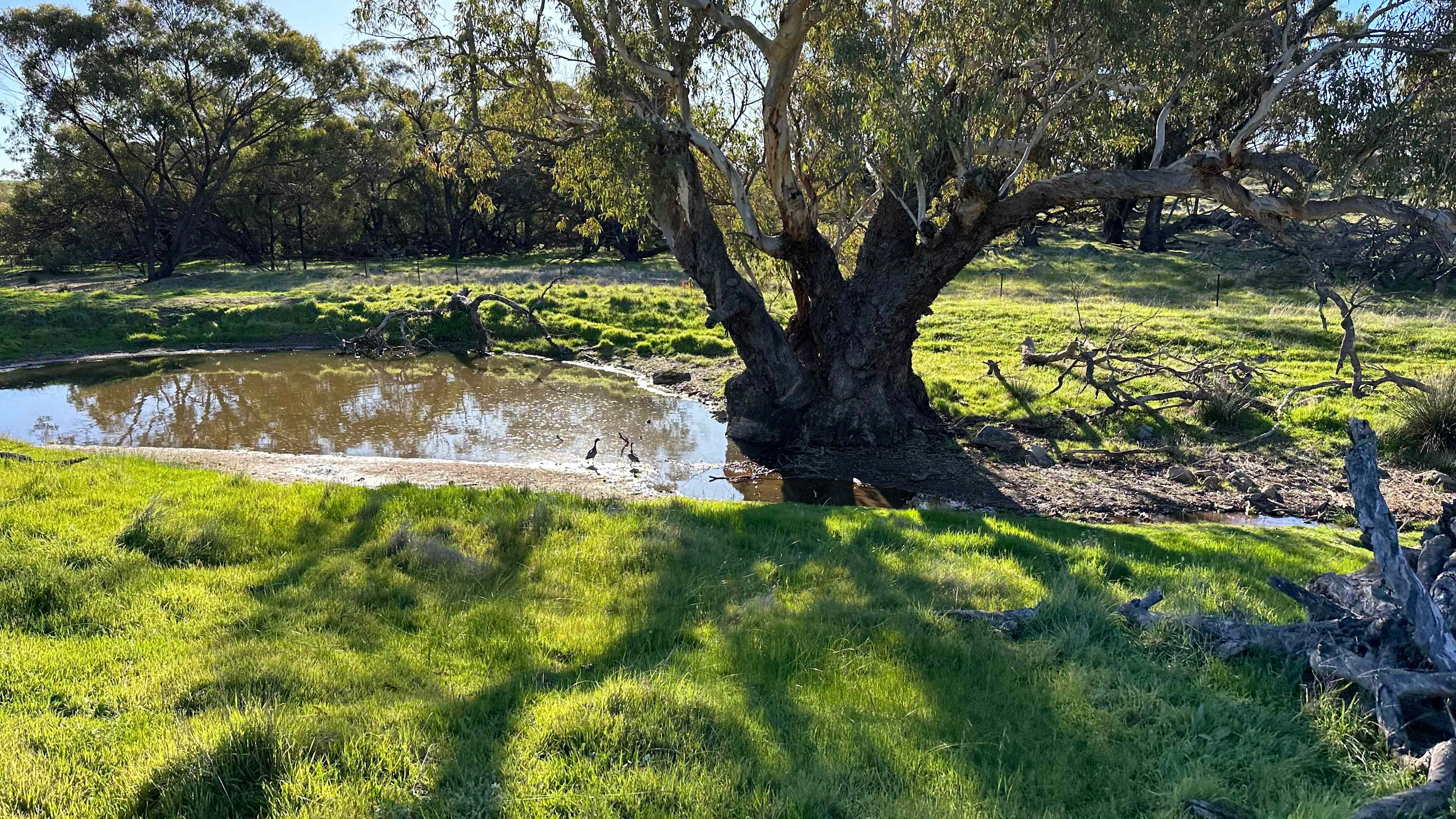 Toowoo Farm