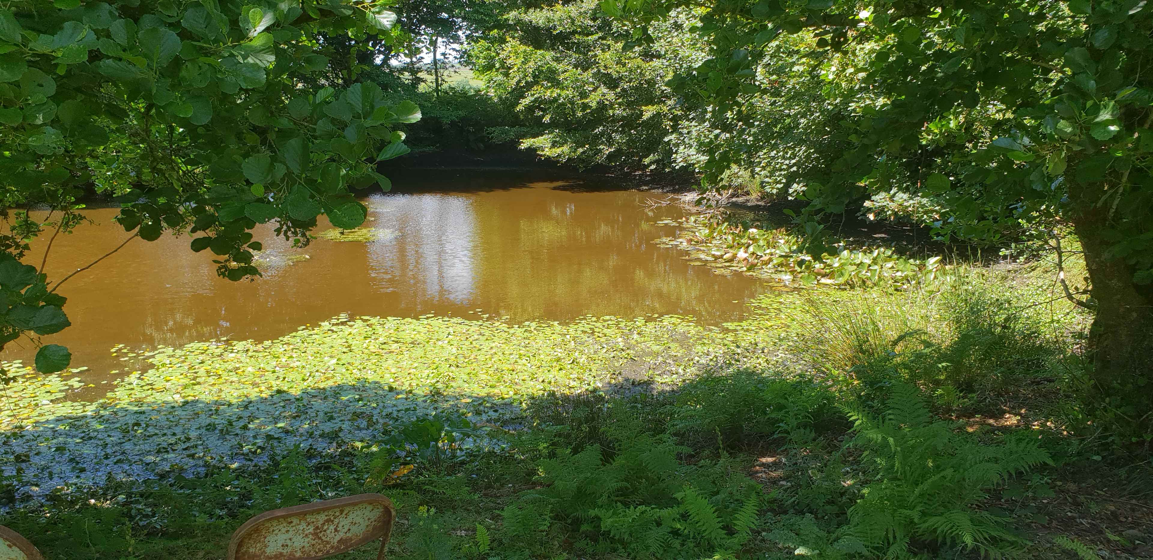 wildlife pond