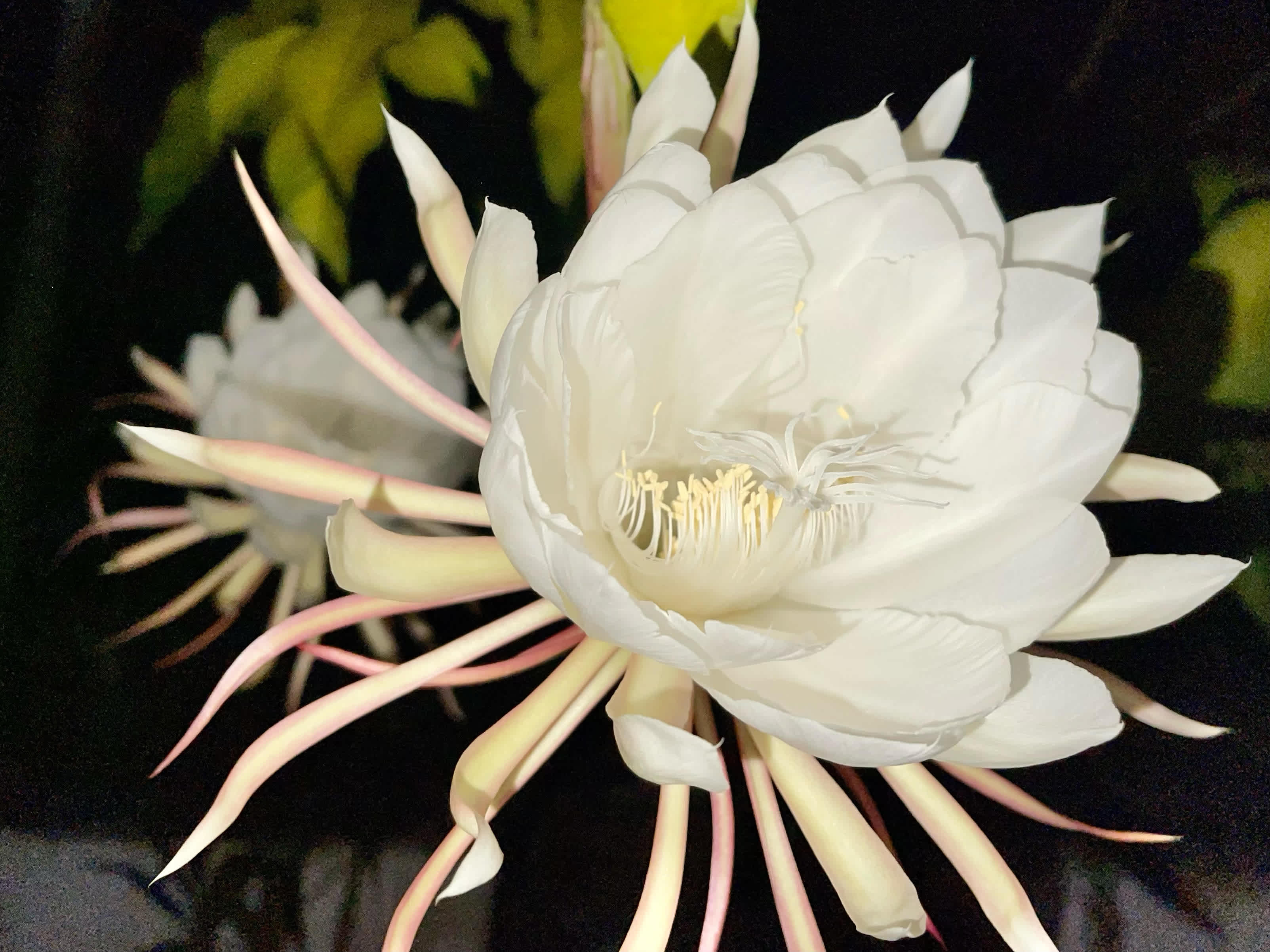 One of the many flowers on our farm.  There are so many. And usually something always in bloom. 