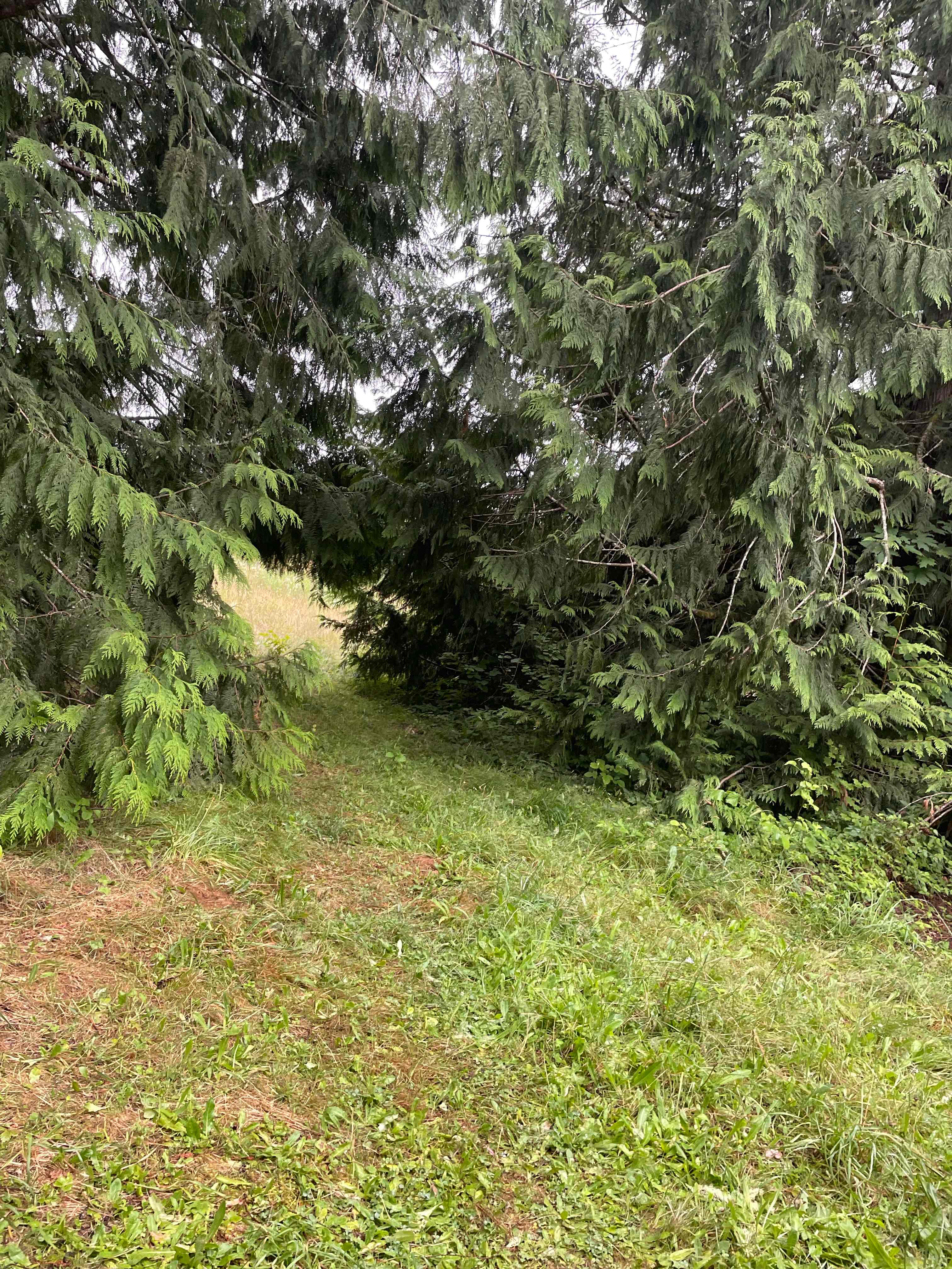 Salmon Berry Meadows