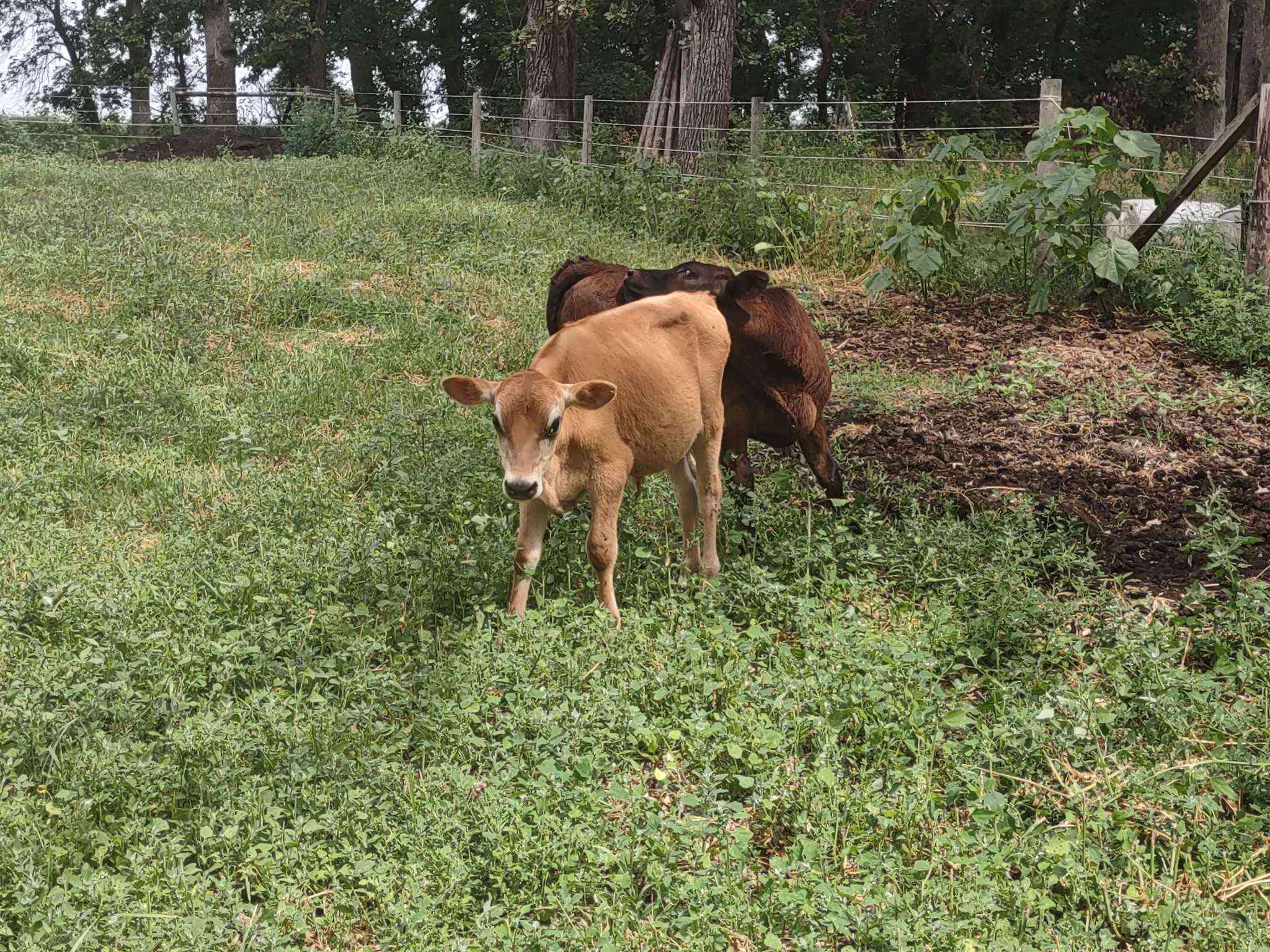 Adorable little cows on the property!