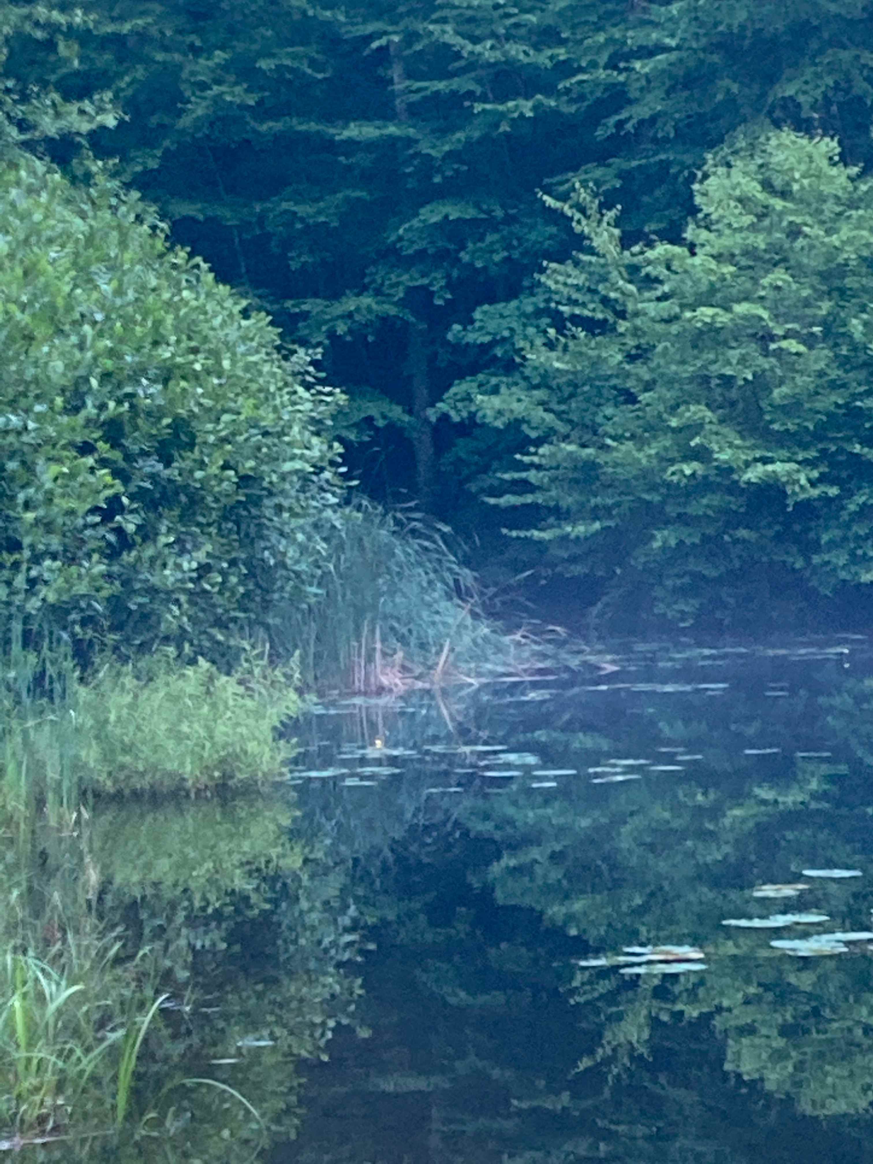 Skunk Hollow