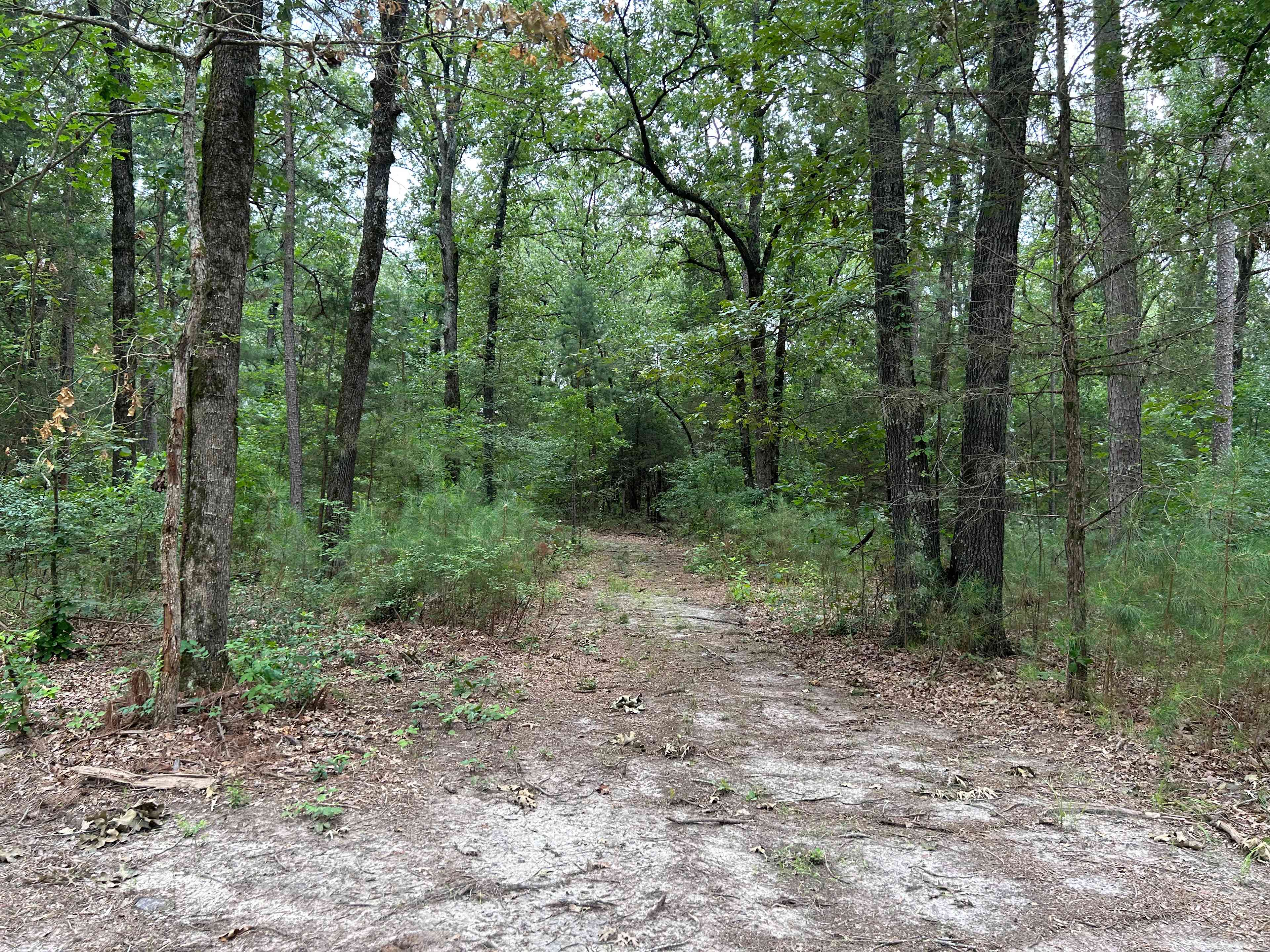 Under The Trees- Boondocking