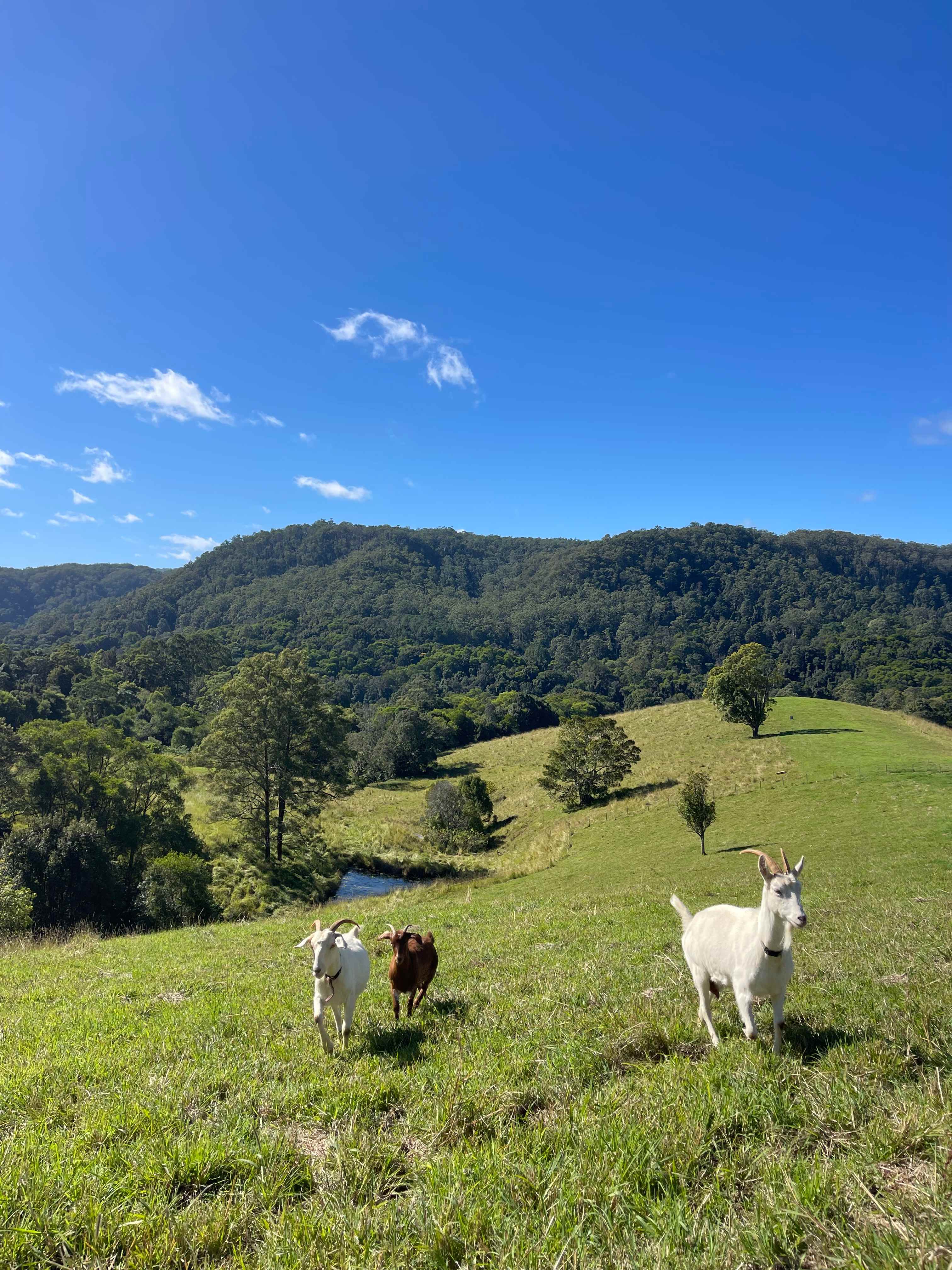 Amari Farms