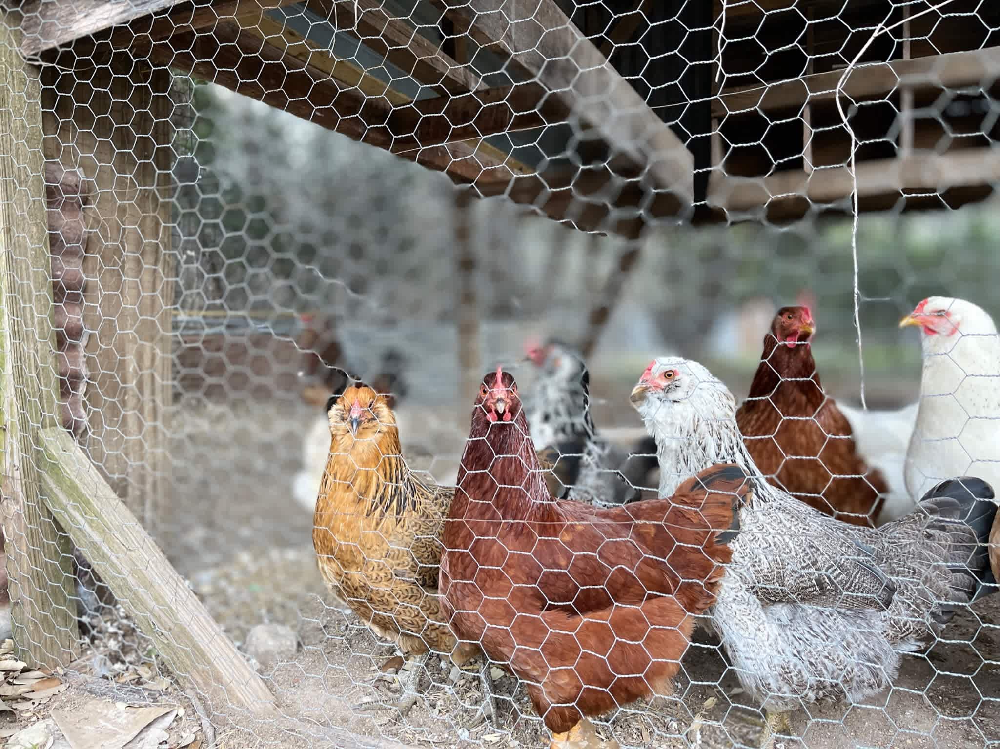 Fresh eggs each morning! 