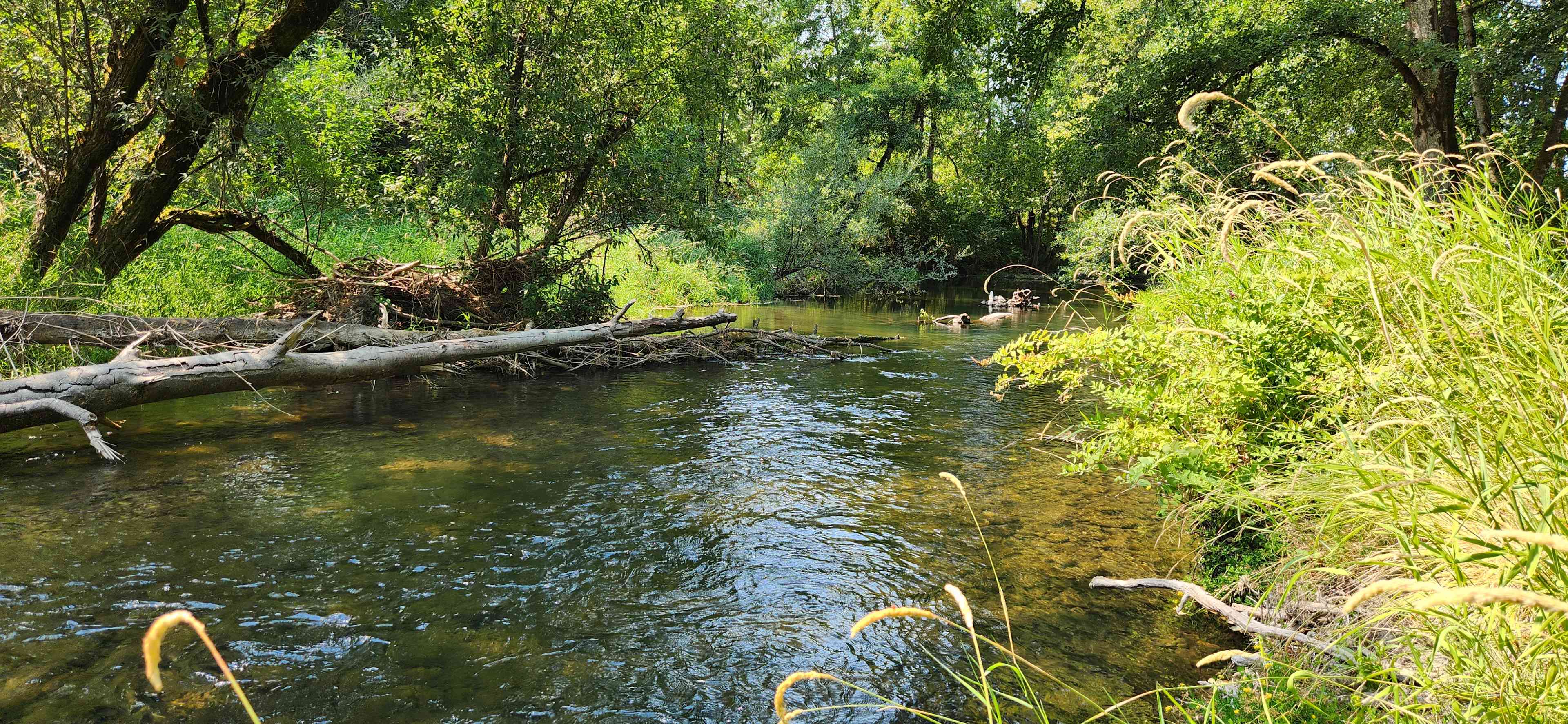 Santiam Serenity