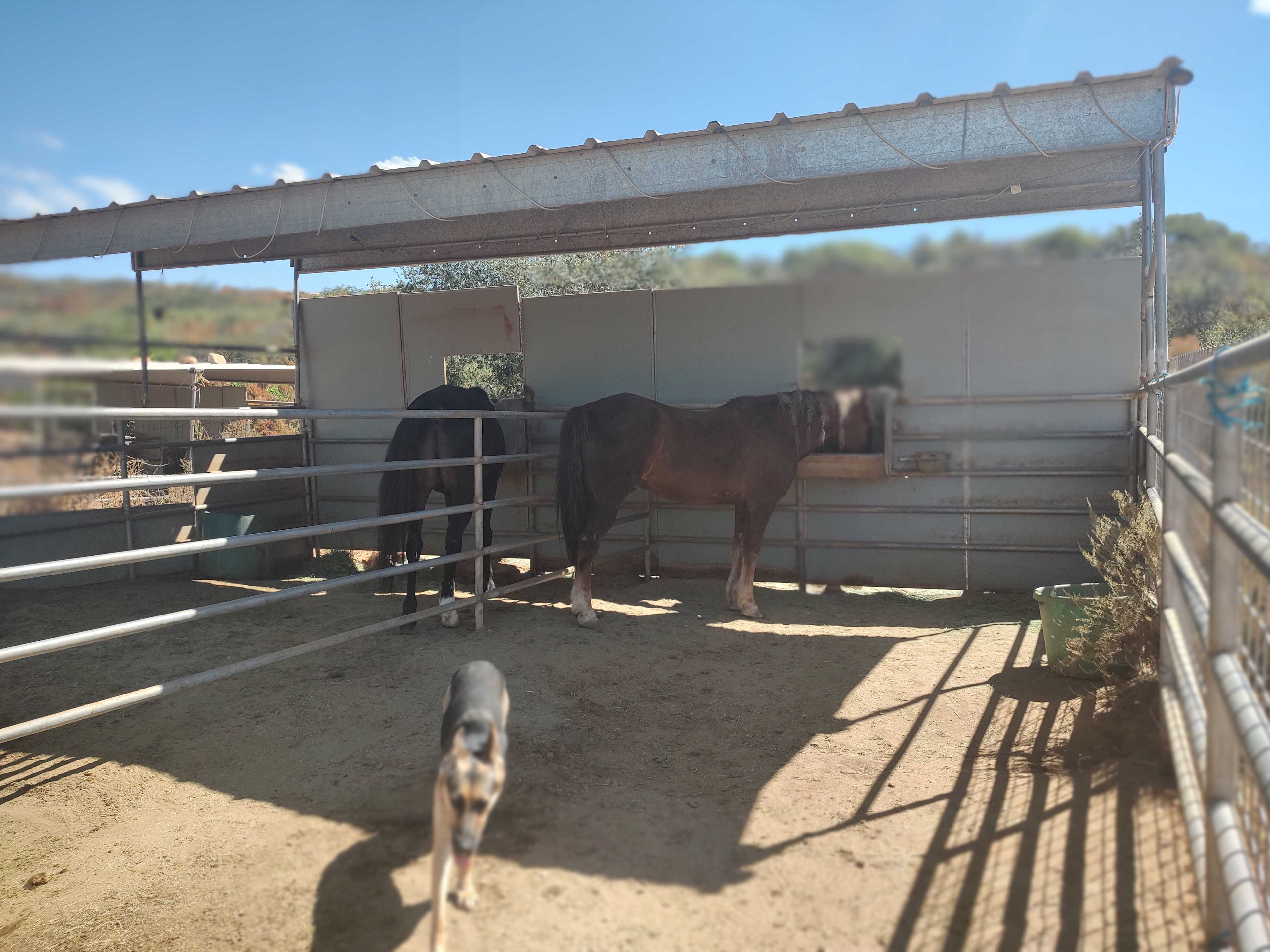 My horses and dog.