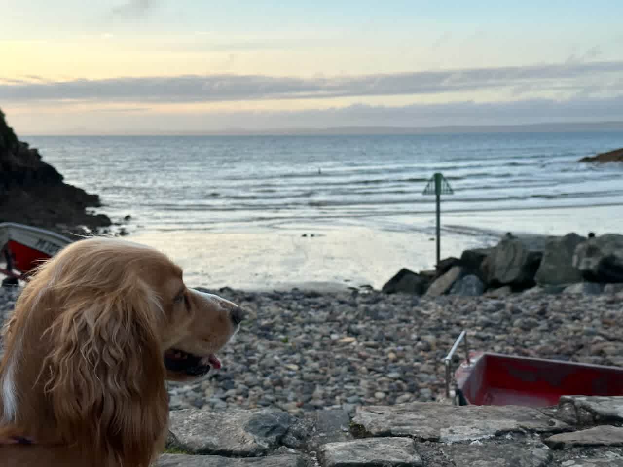Springfield Farm & Wild Camping