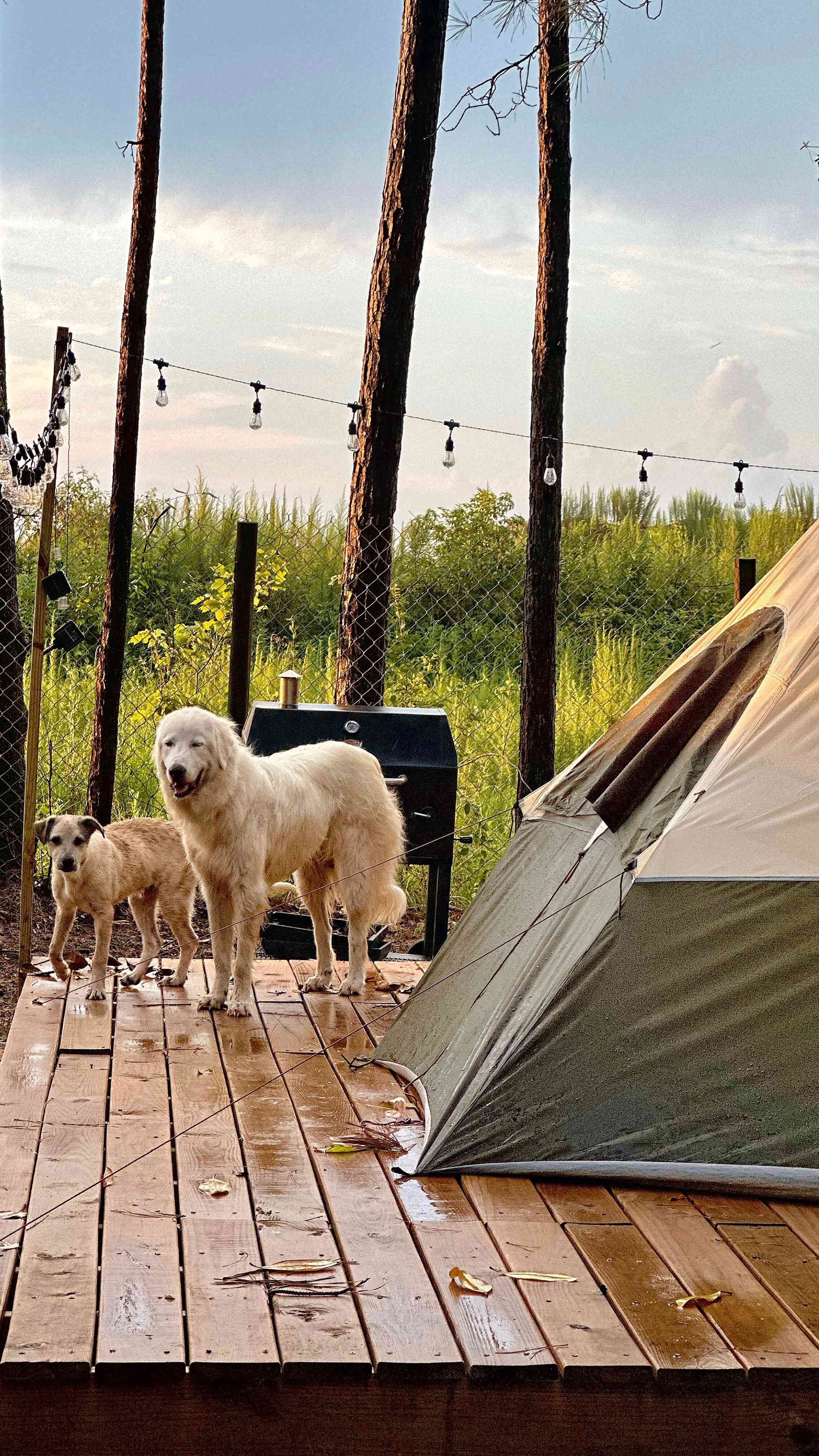 Off The Grid Animal Rescue Retreat