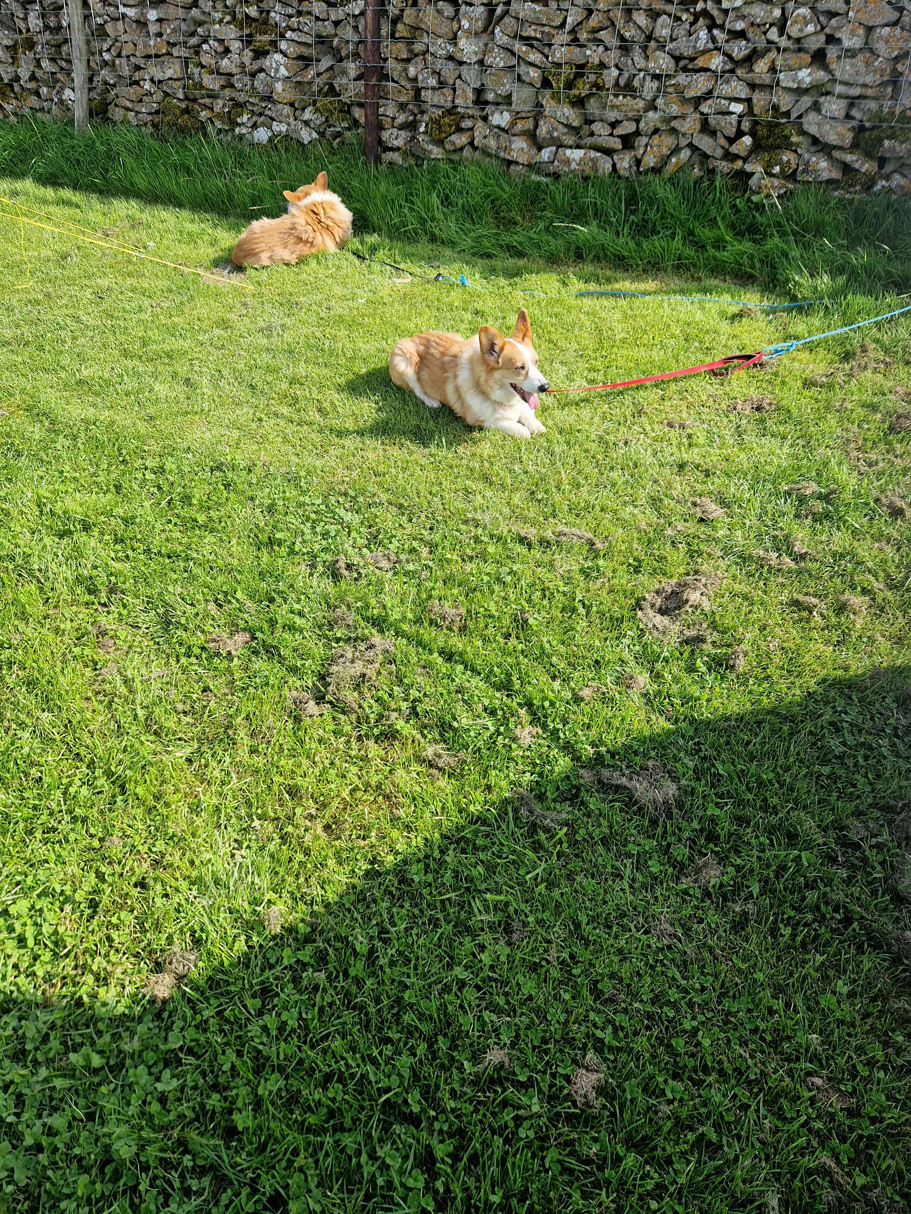 Dogs were so relaxed and happy here 