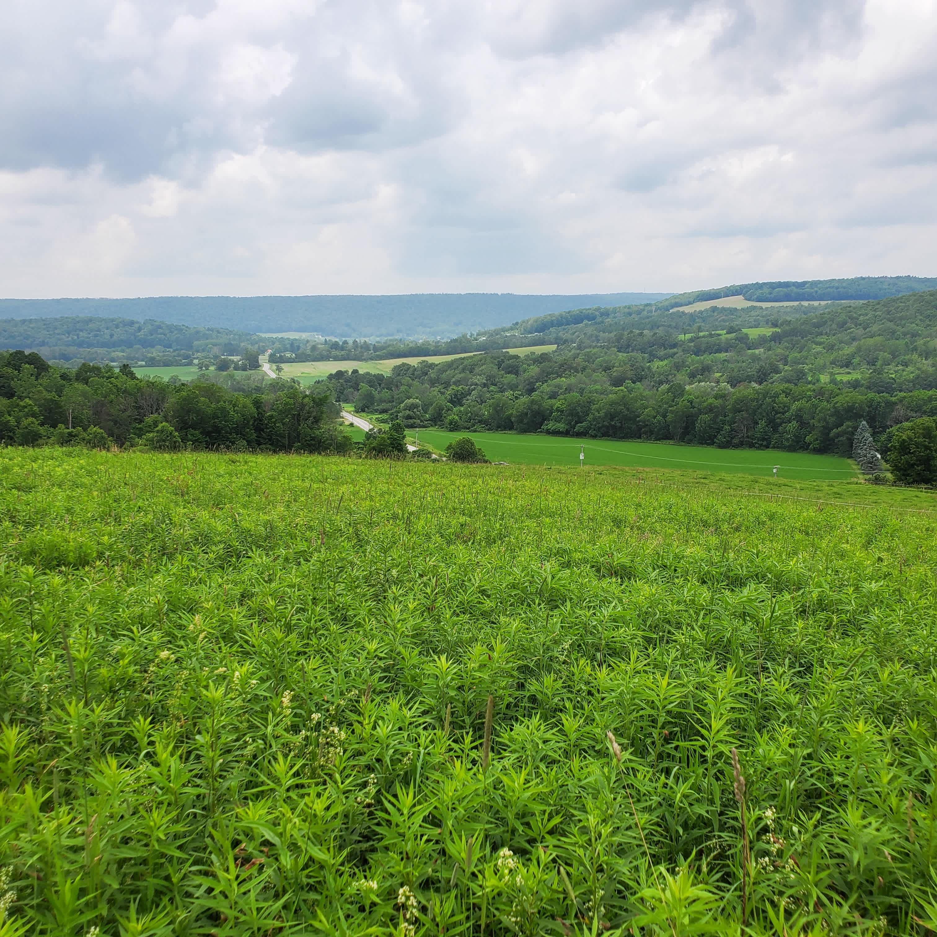 This is the view looking north from the top of the property.