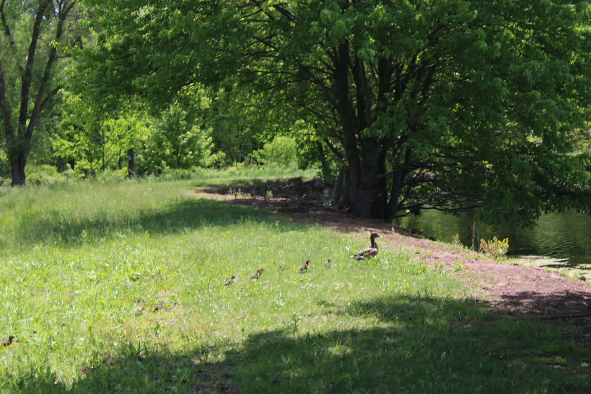 Maple Grove Farms