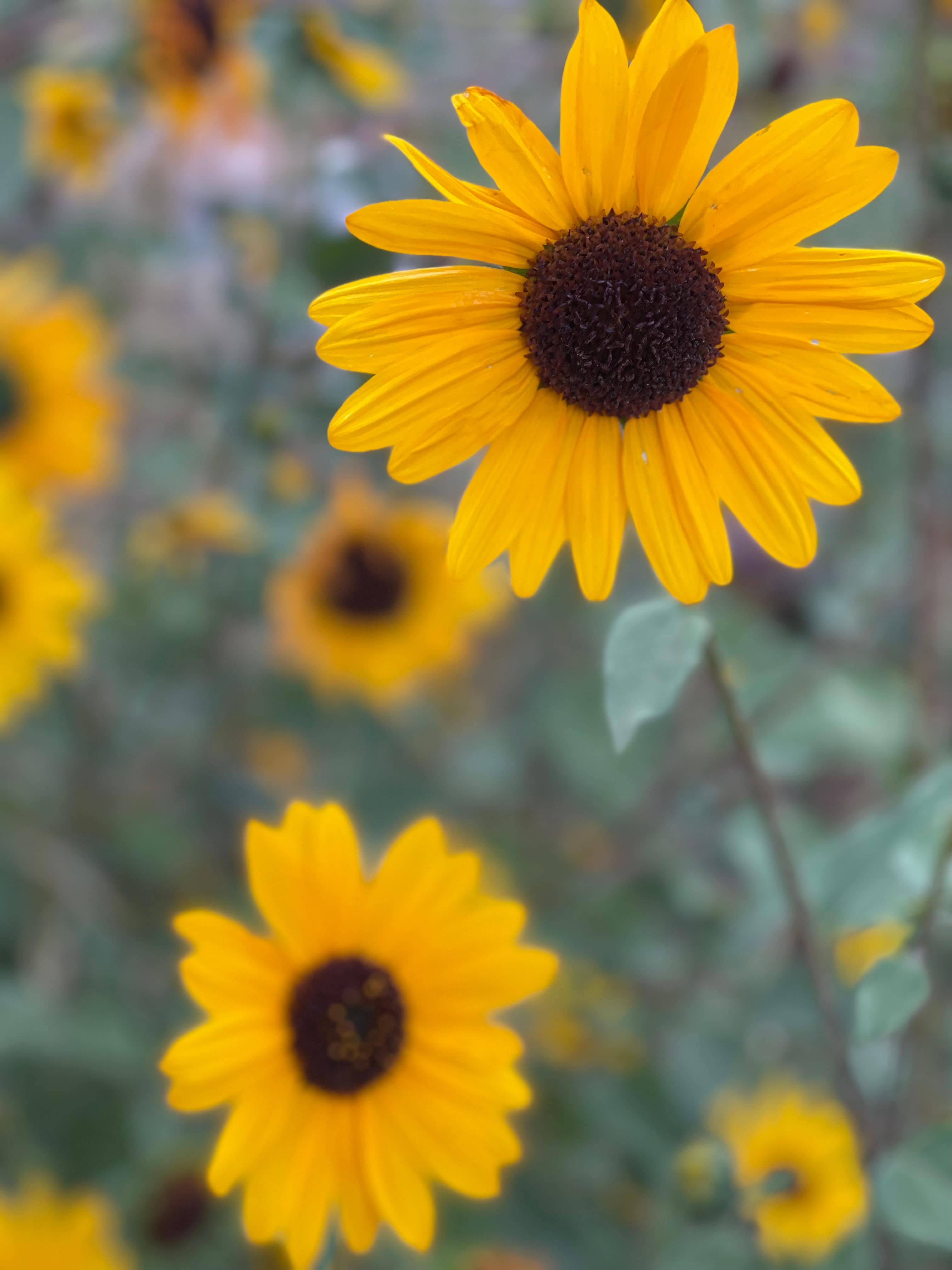 Beautiful wildflowers ……