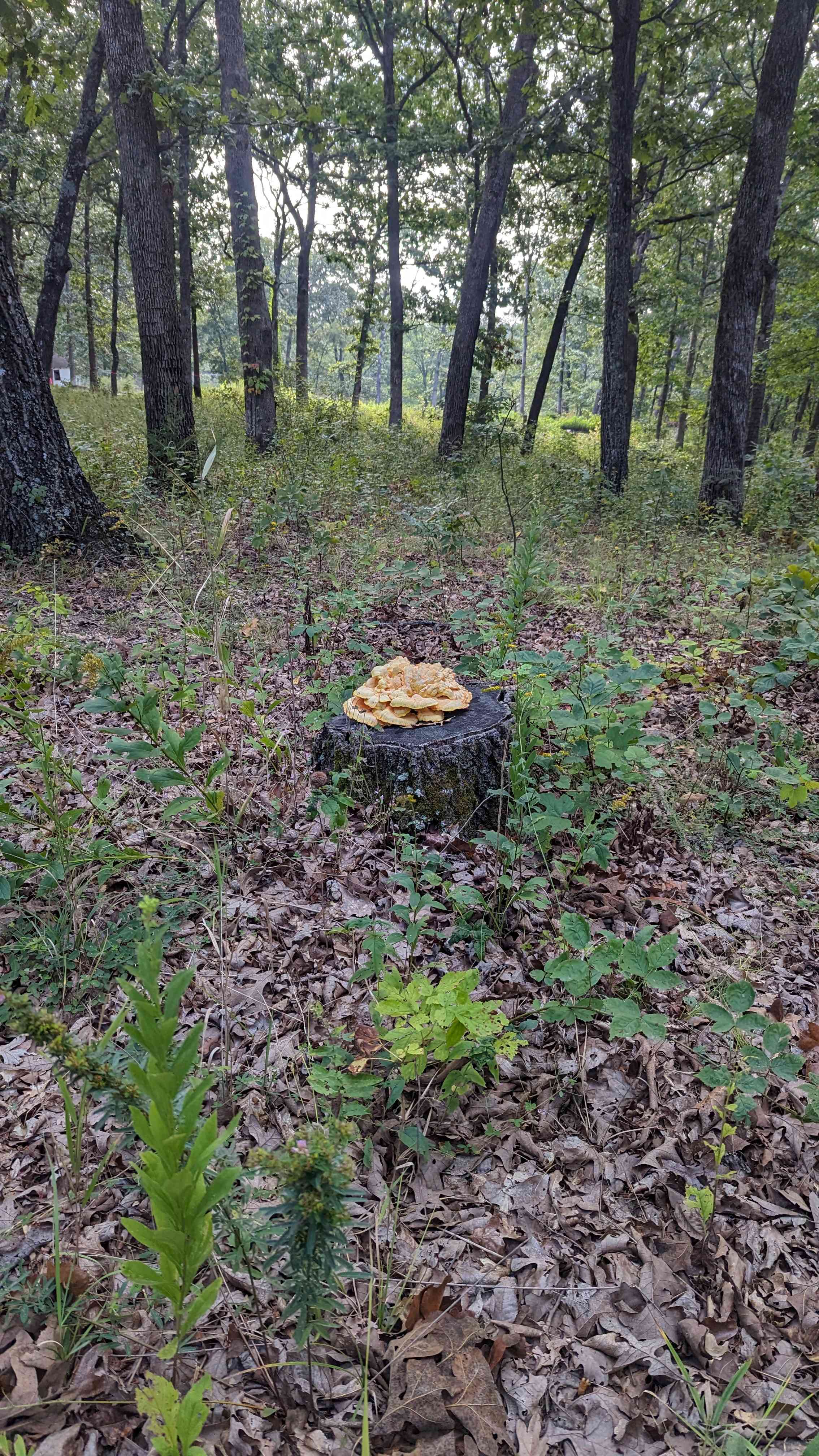 Mushroom Hunting