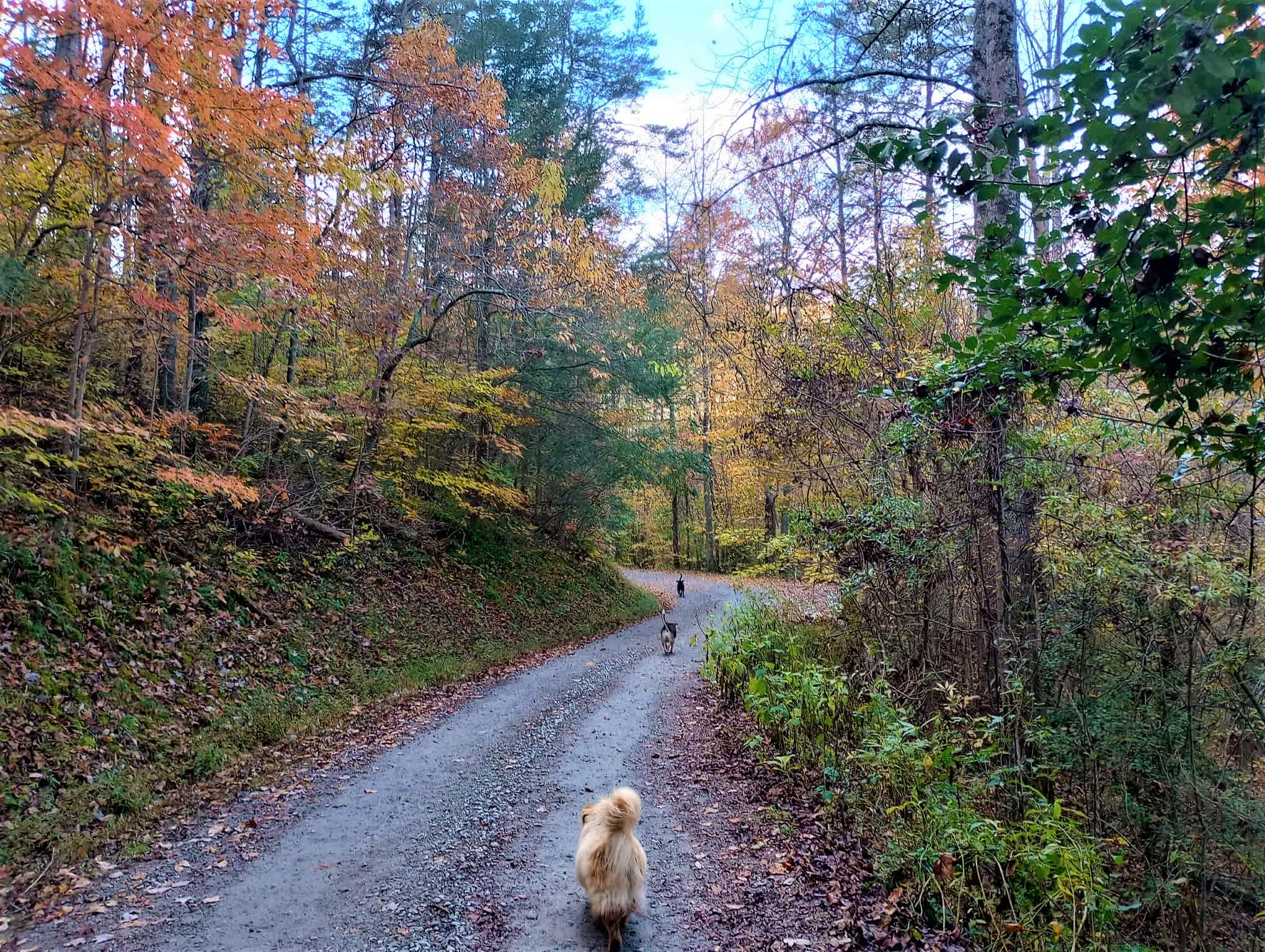 Book early for autumn colors. They usually peak mid to late October. This is my driveway.