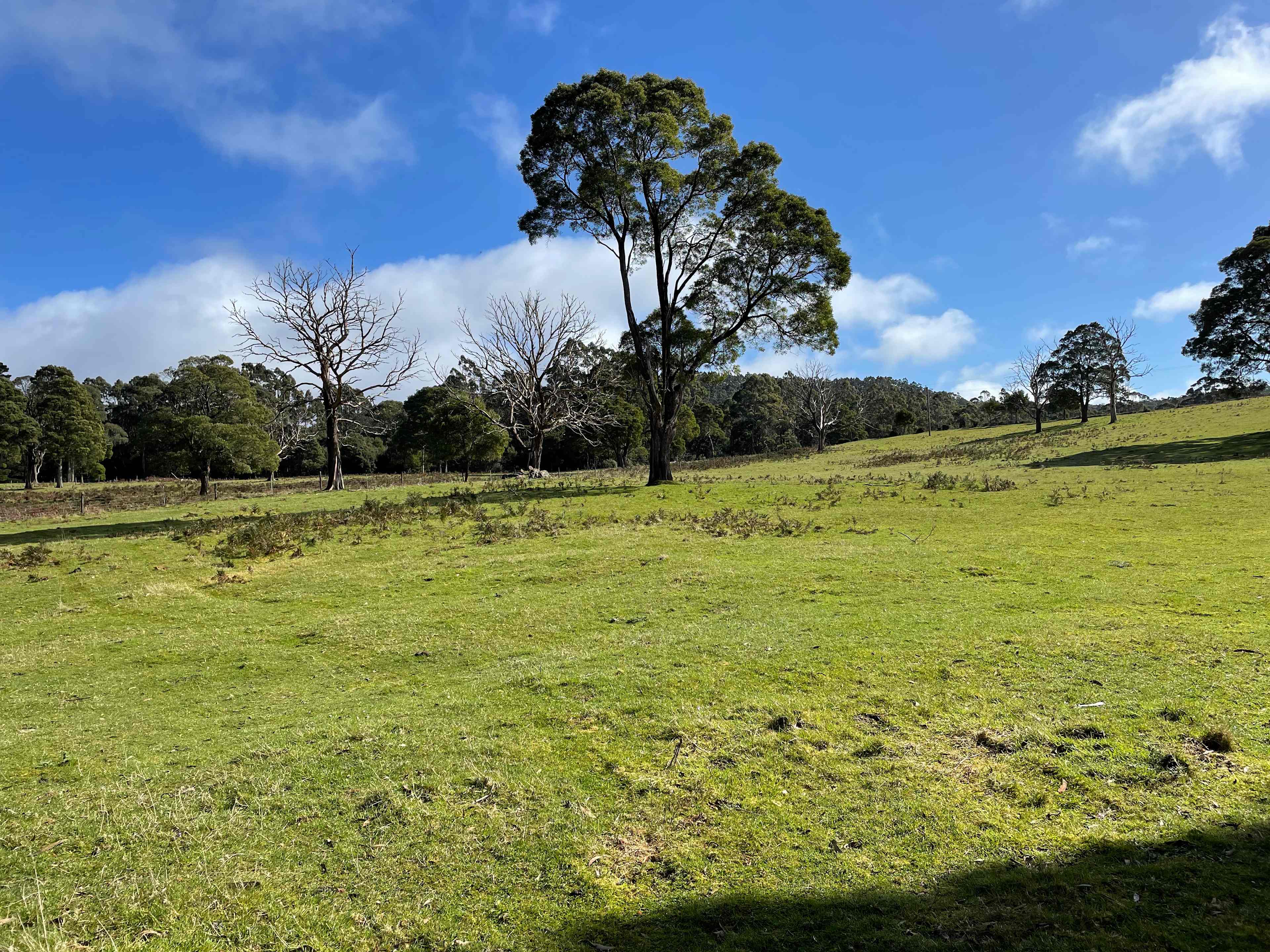 Camp area