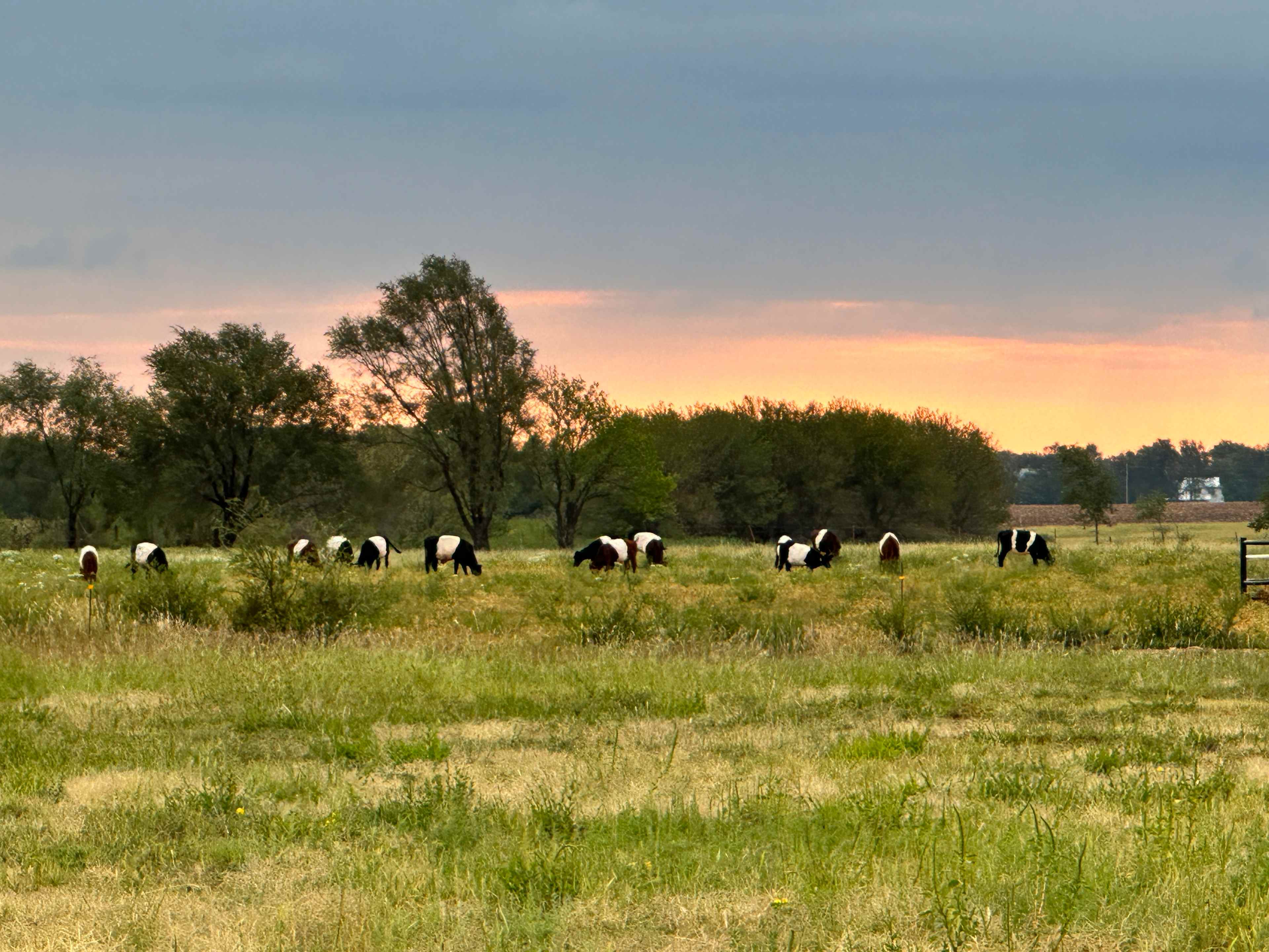Borntrager Dairy