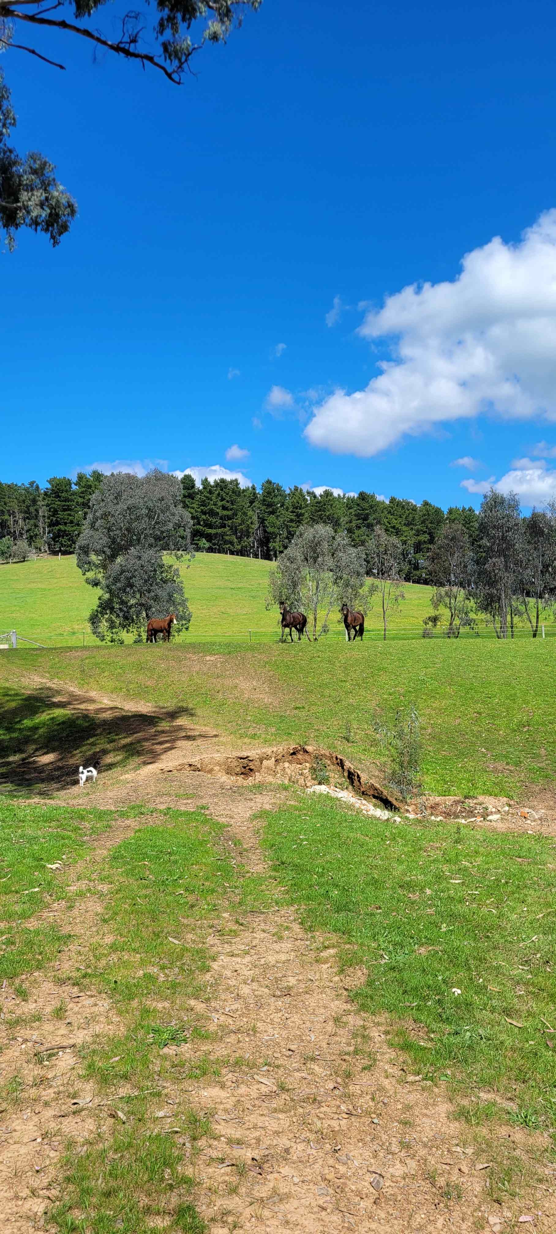 Molyullah Farm