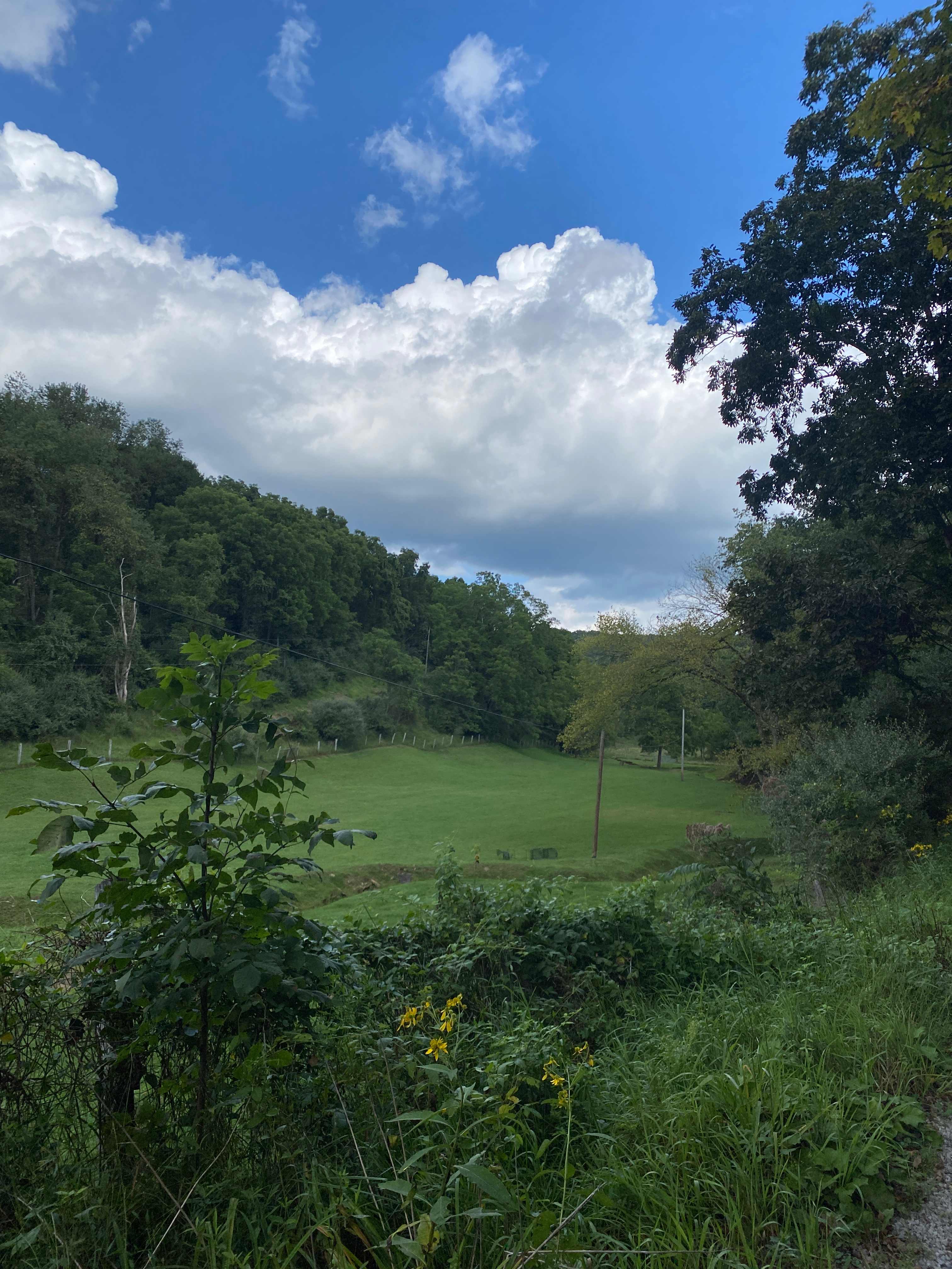 Open field