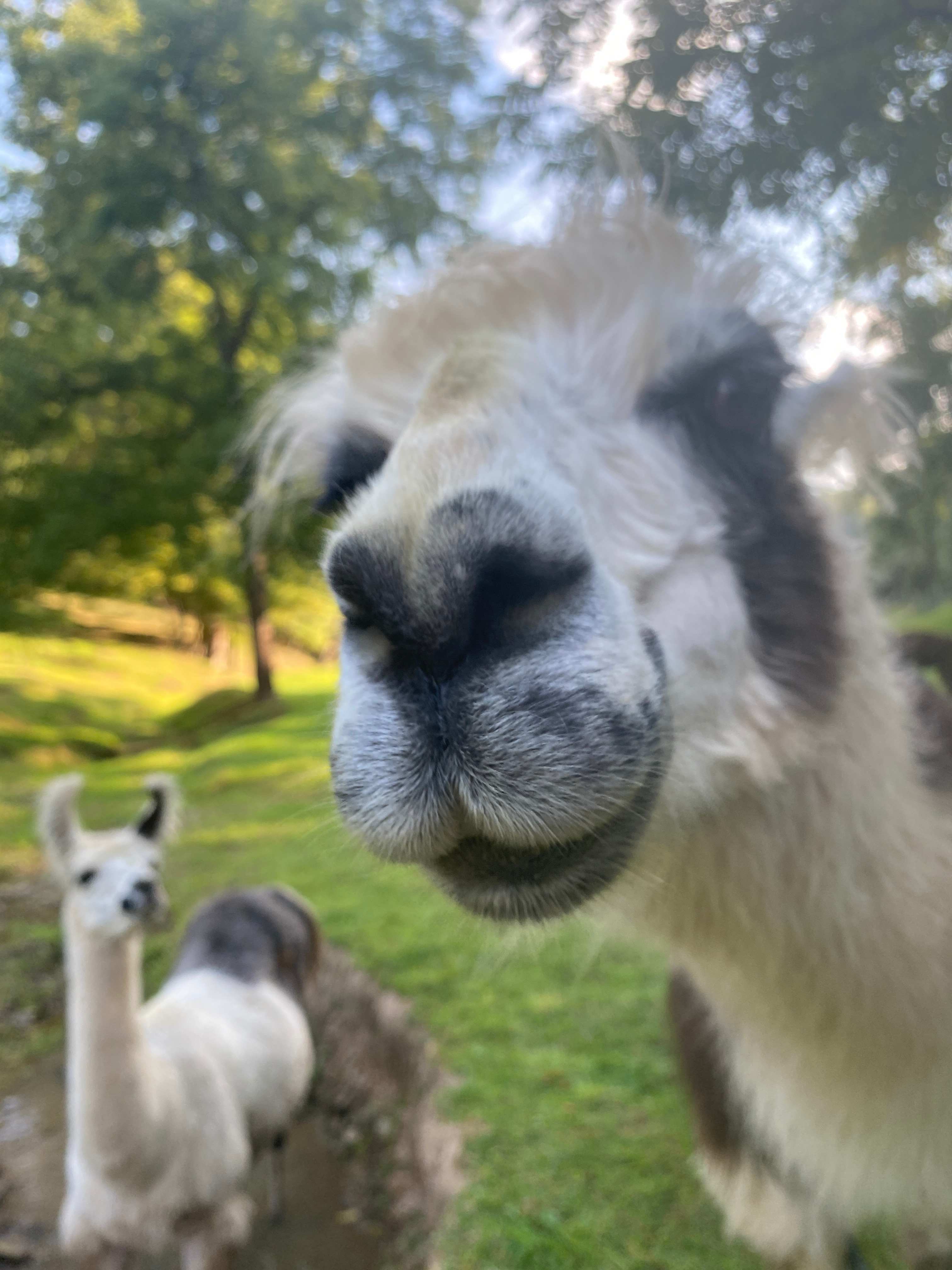 Some of the llamas