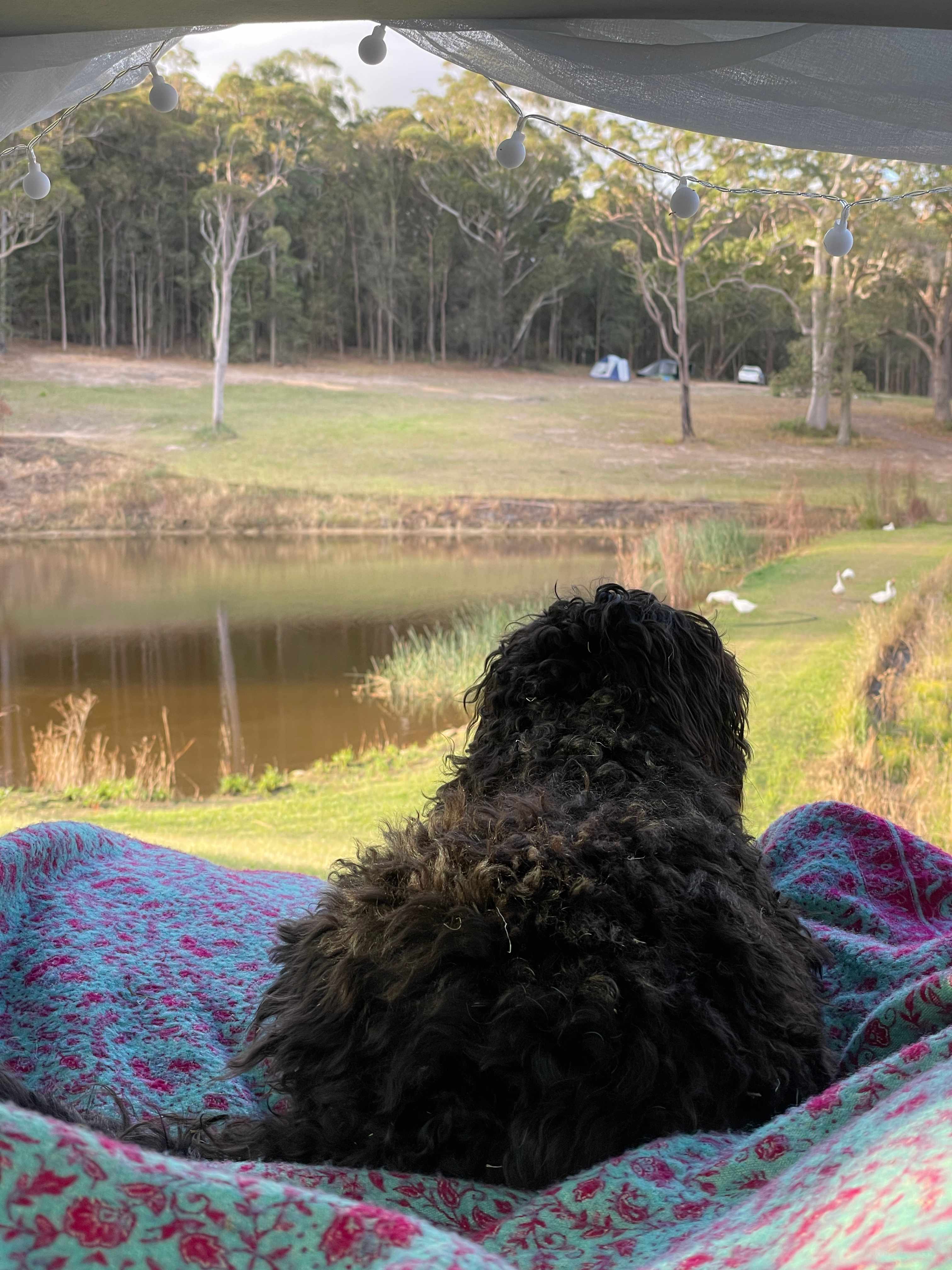 Mt Nellinda Campsite