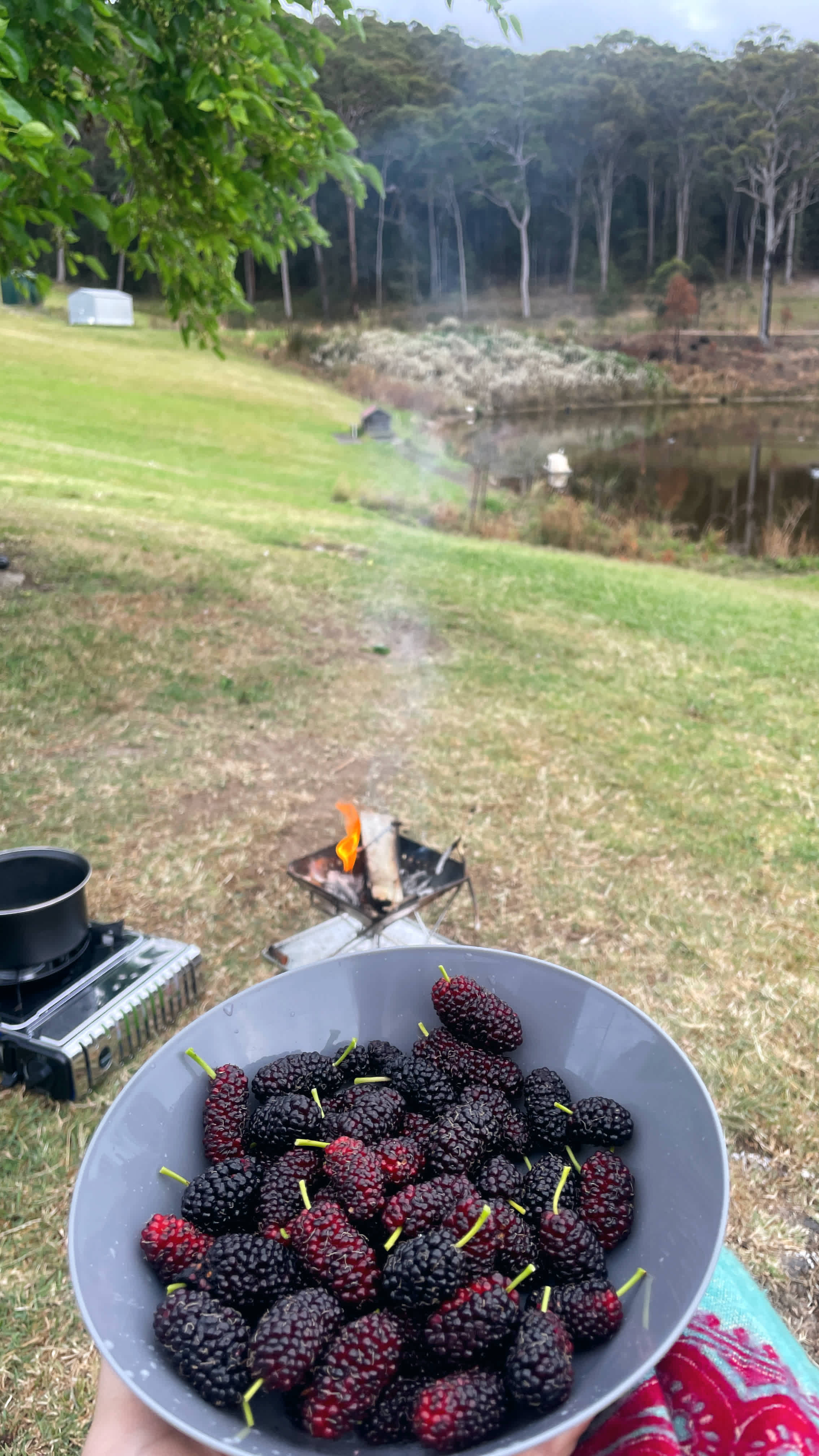 Mt Nellinda Campsite
