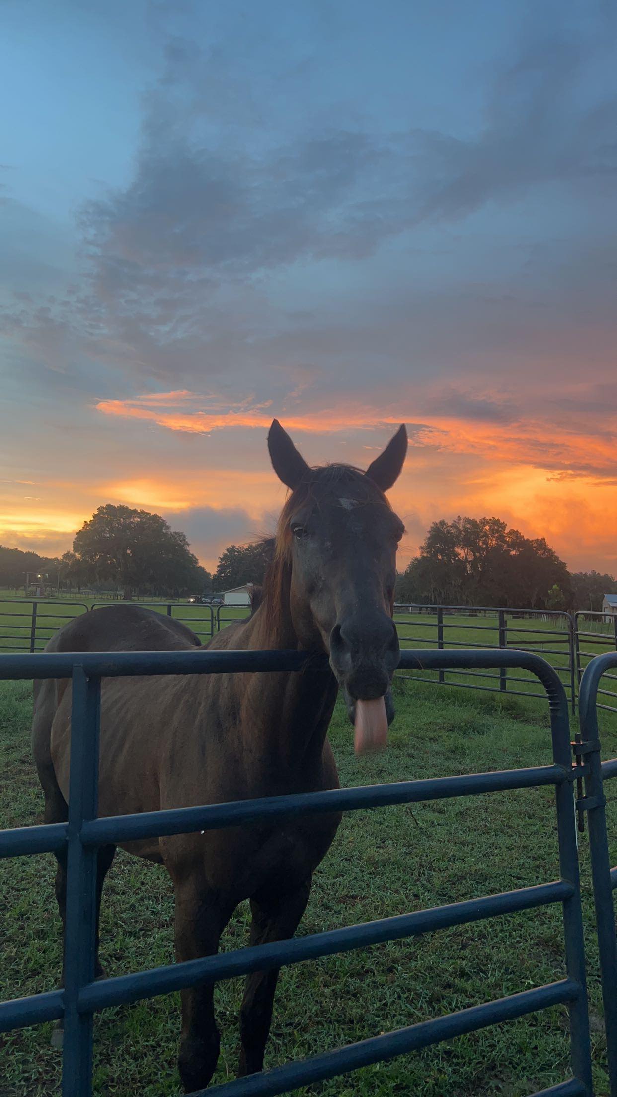 Florida Farm School & Animal Rescue