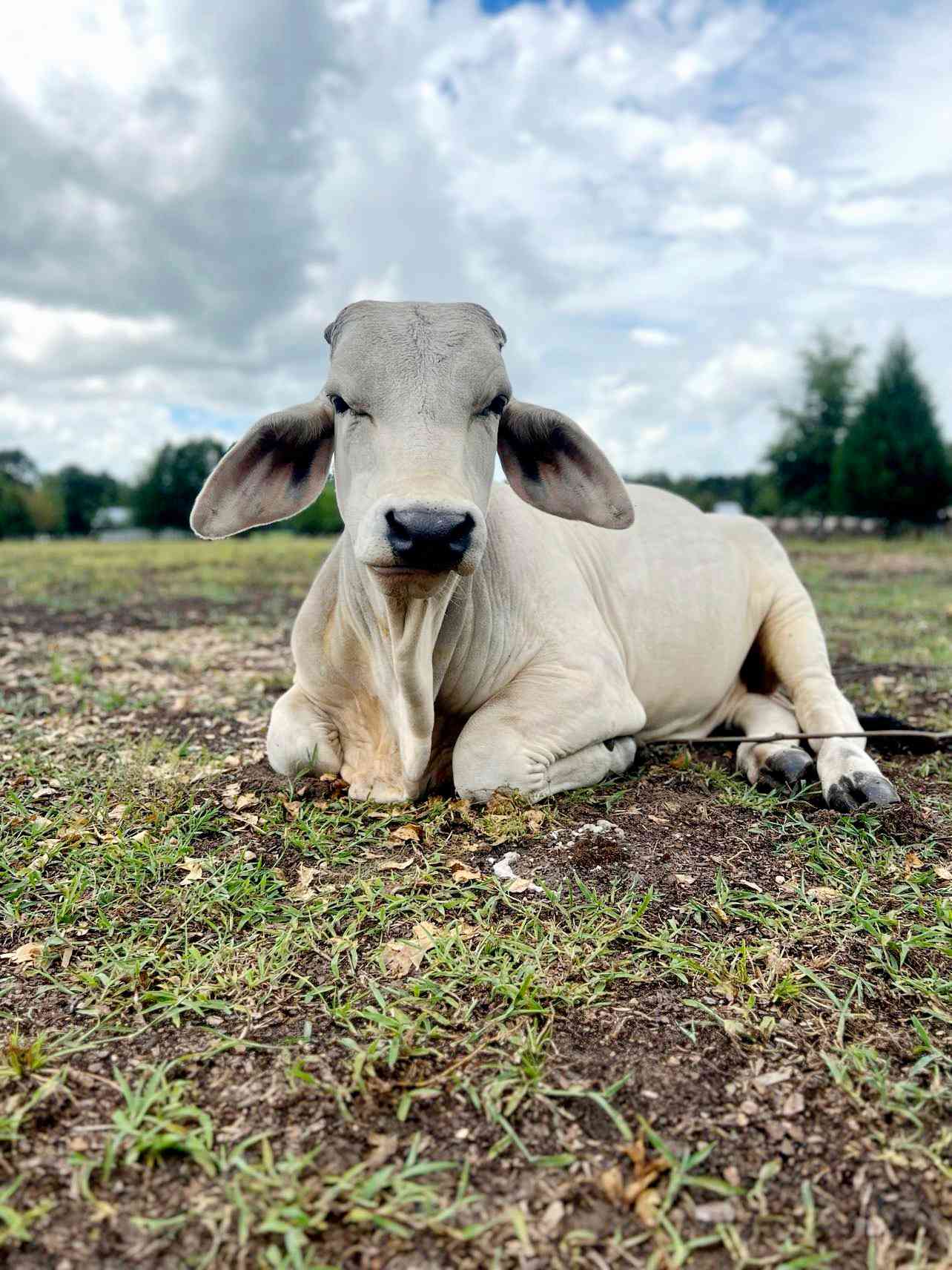 Florida Farm School & Animal Rescue